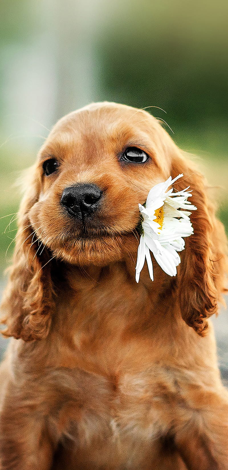800x1644 Puppy with flower, brown, cute, dog, sweet, HD phone wallpaper