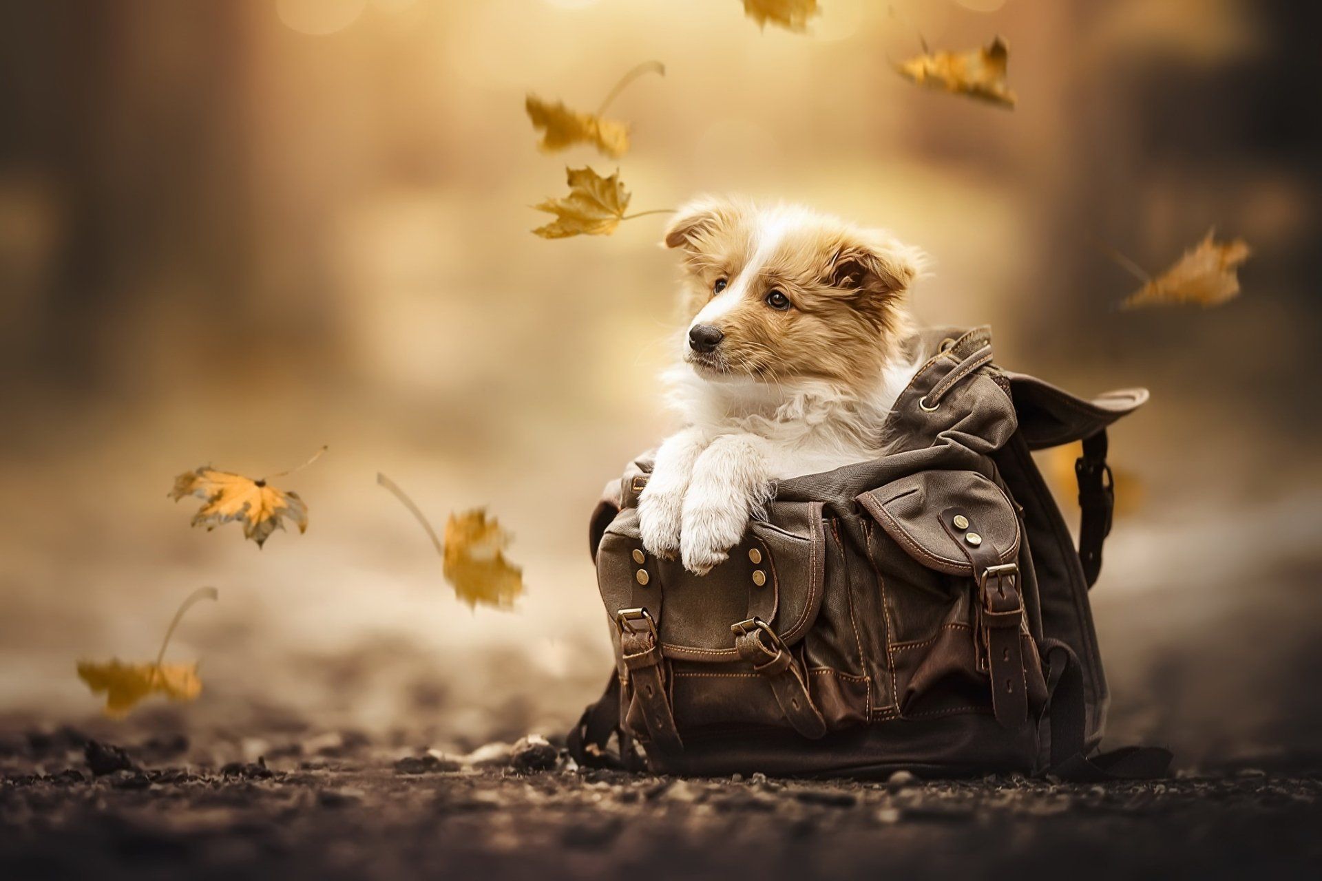 1920x1280 Cute Puppy Adventure: HD Wallpaperx1365