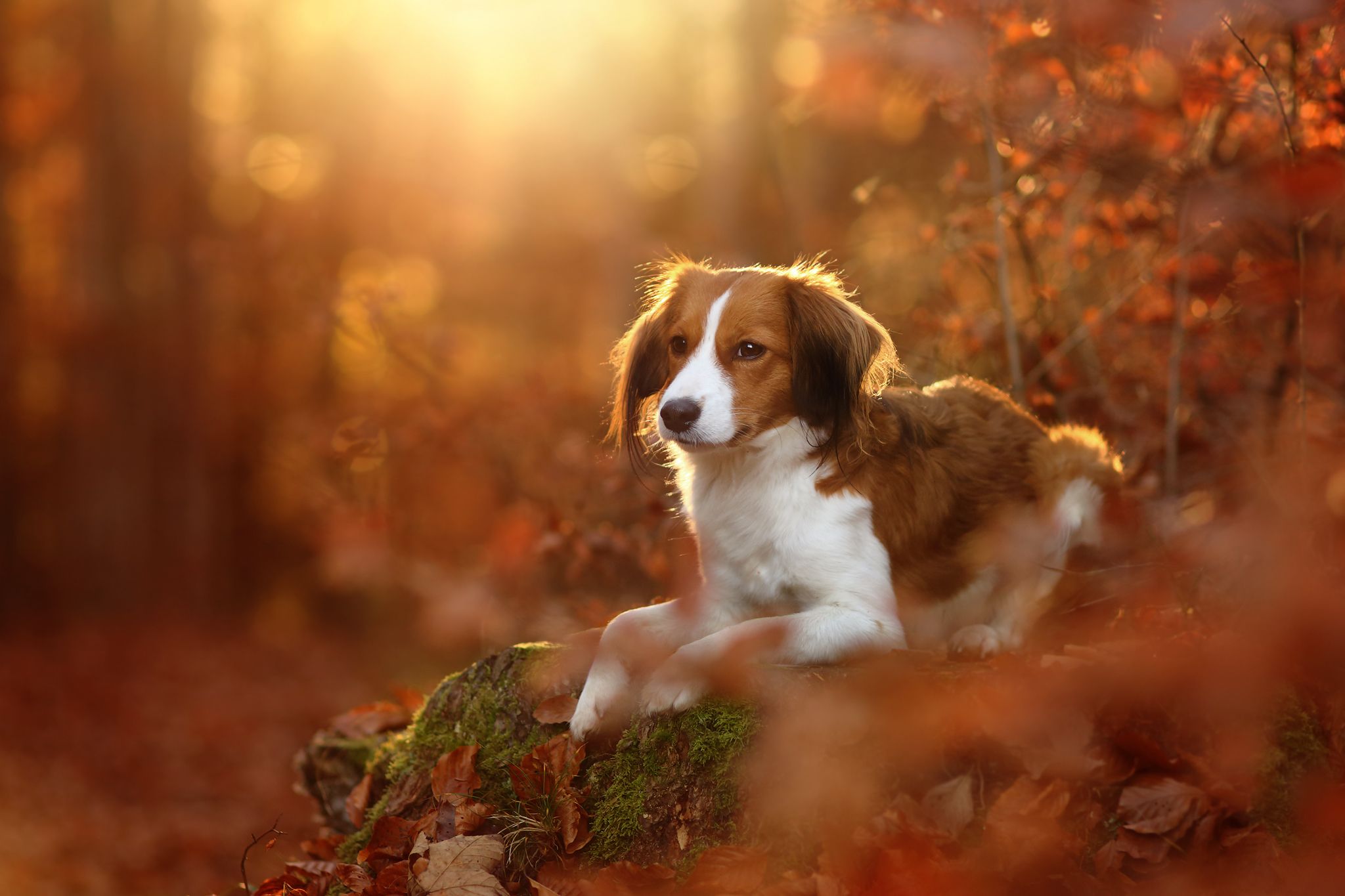 2048x1365 Free dog, autumn, leaves 2K wallpaper for desktop and phone