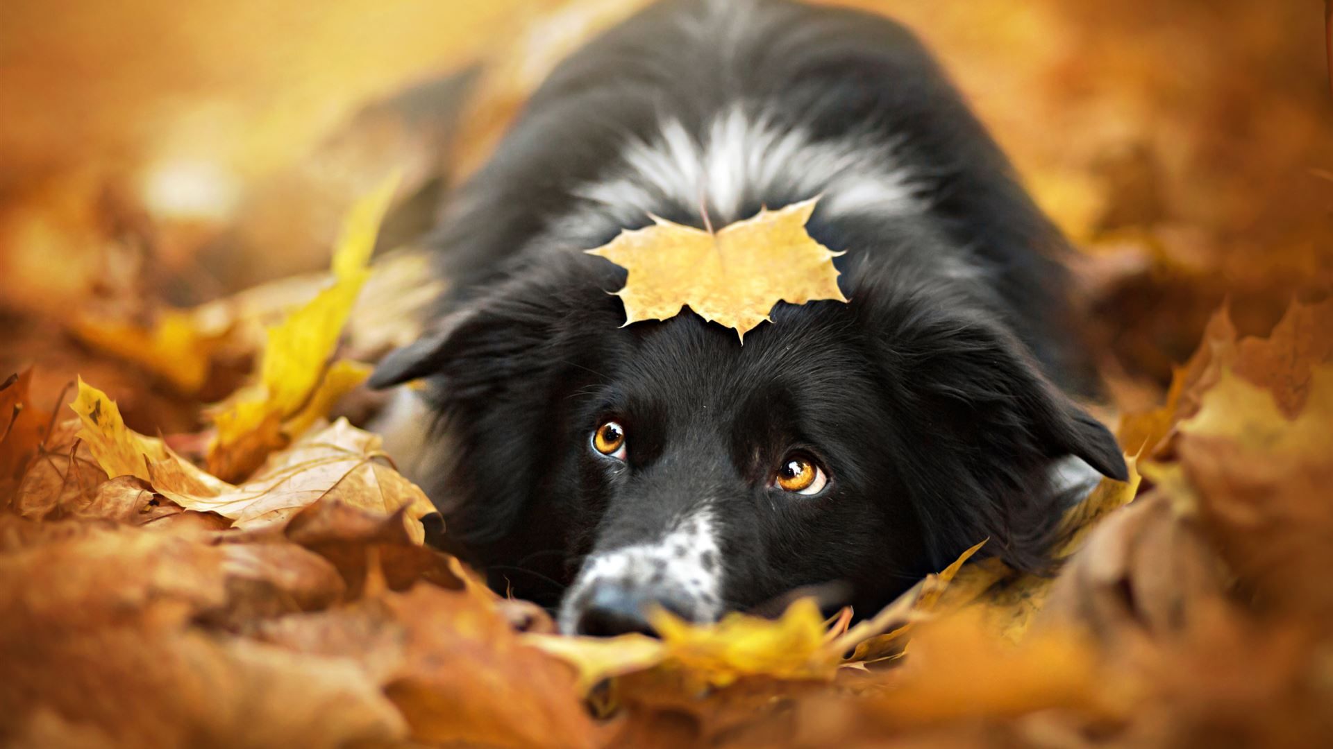 1920x1080 Cute dog MacBook Air Wallpaper Download