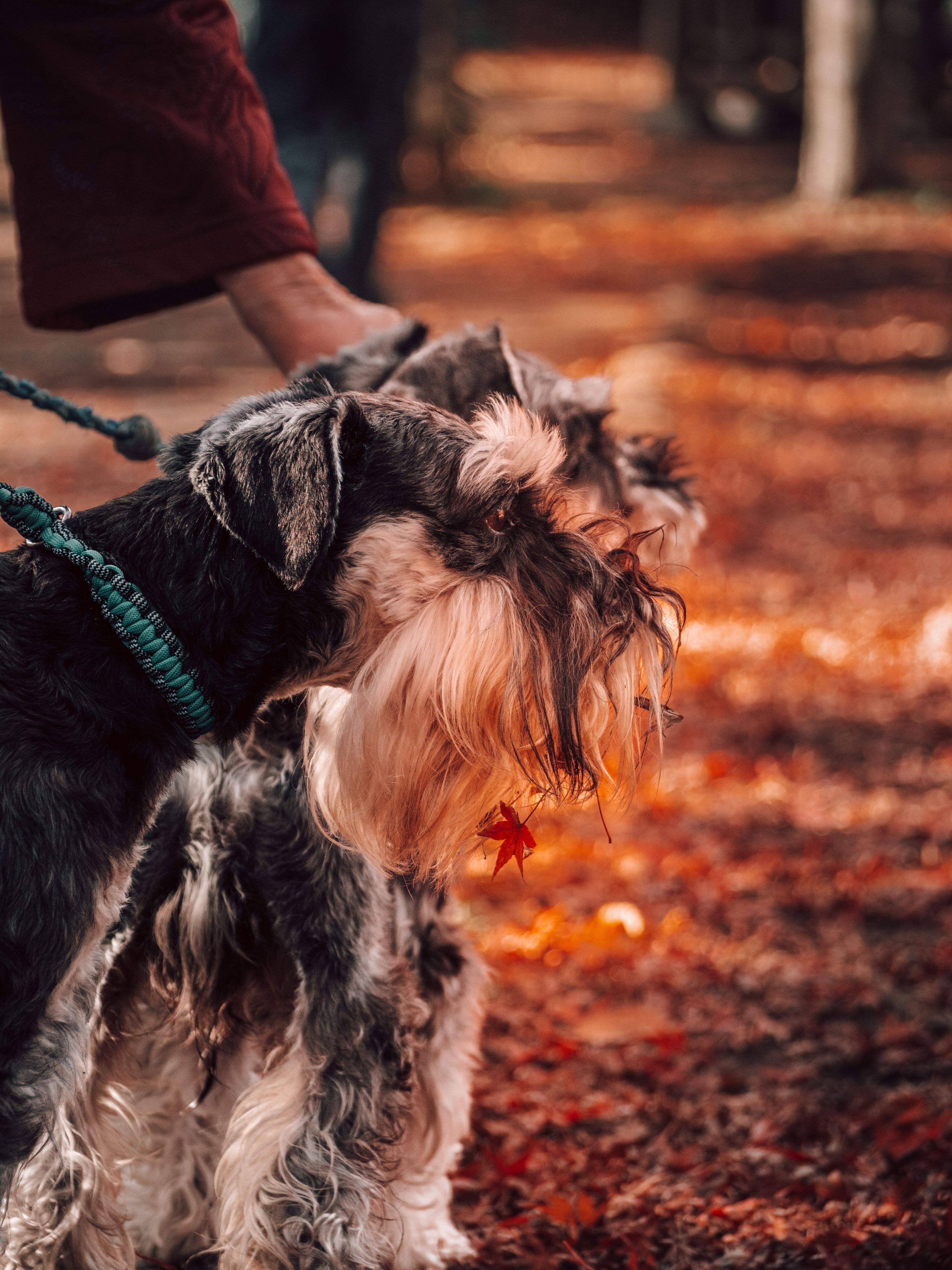 3456x4608 Close Up Of Dogs On A Leash · Free