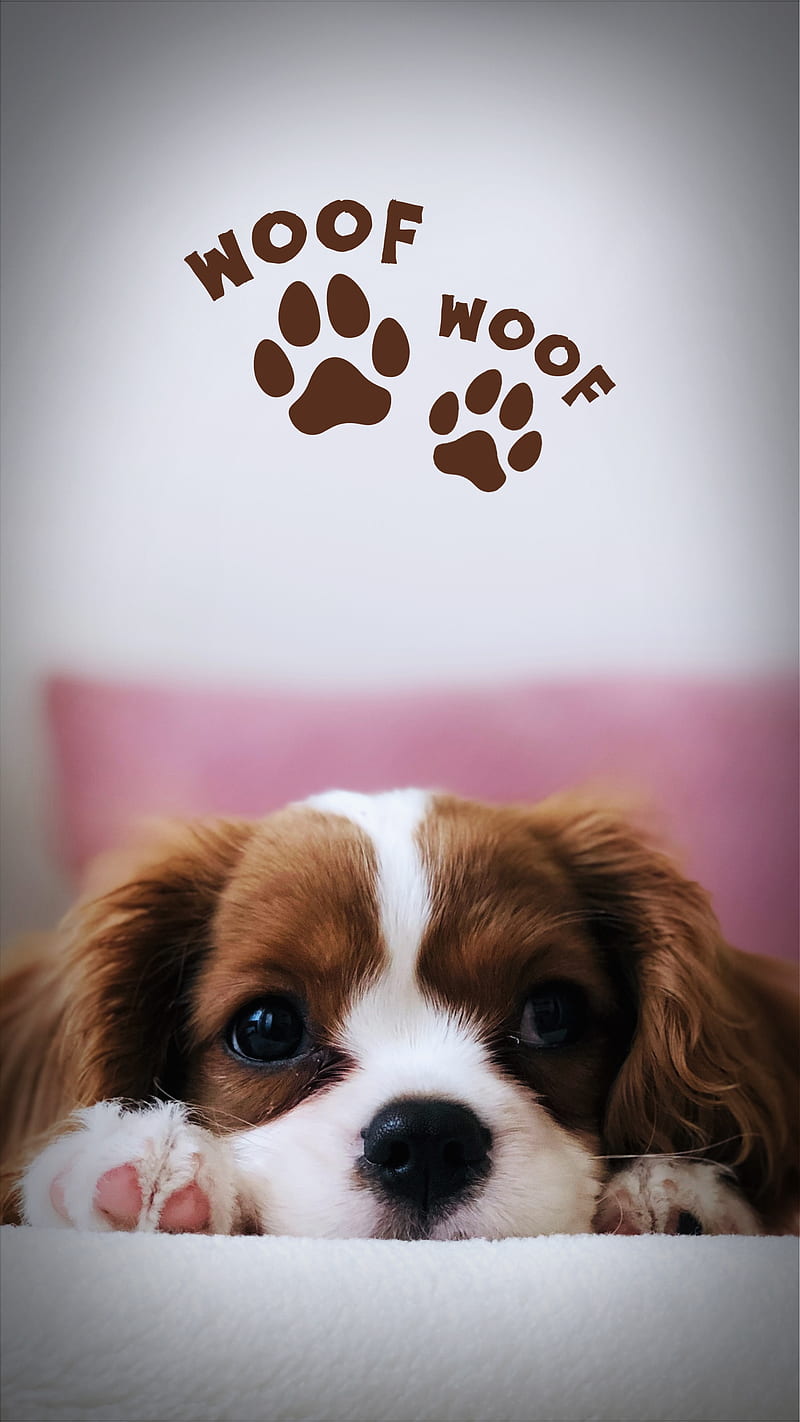 800x1422 Cute Dog doglife, doglover, doglovers, dogoftheday, dogs, love, pet, puppy, HD phone wallpaper