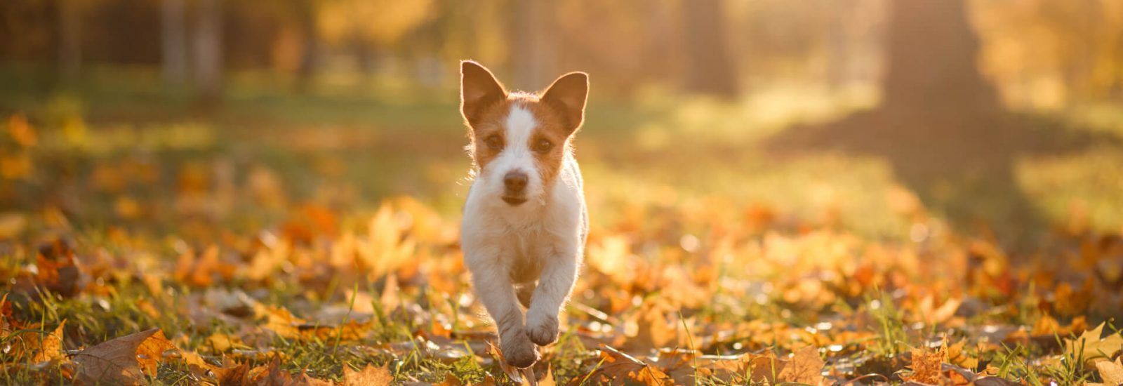 1600x550 Best Autumn dog walks in Bristol
