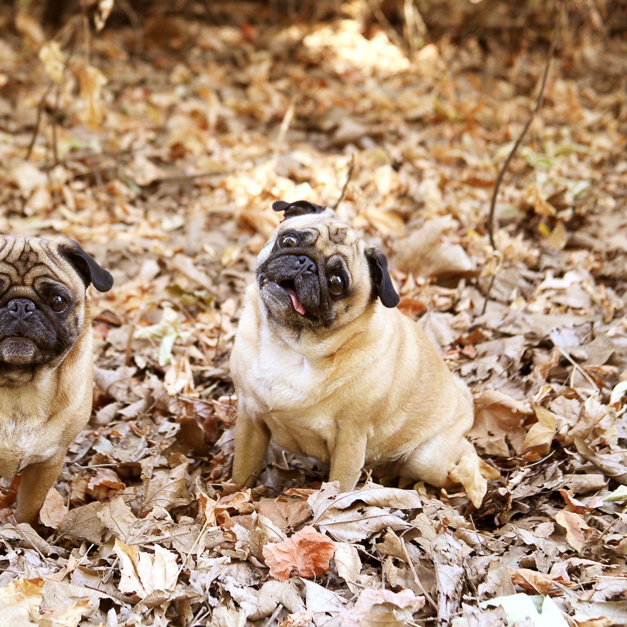 2048x2048 Pug Foliage Dogs Funny iPad Air Wallpaper Free Download