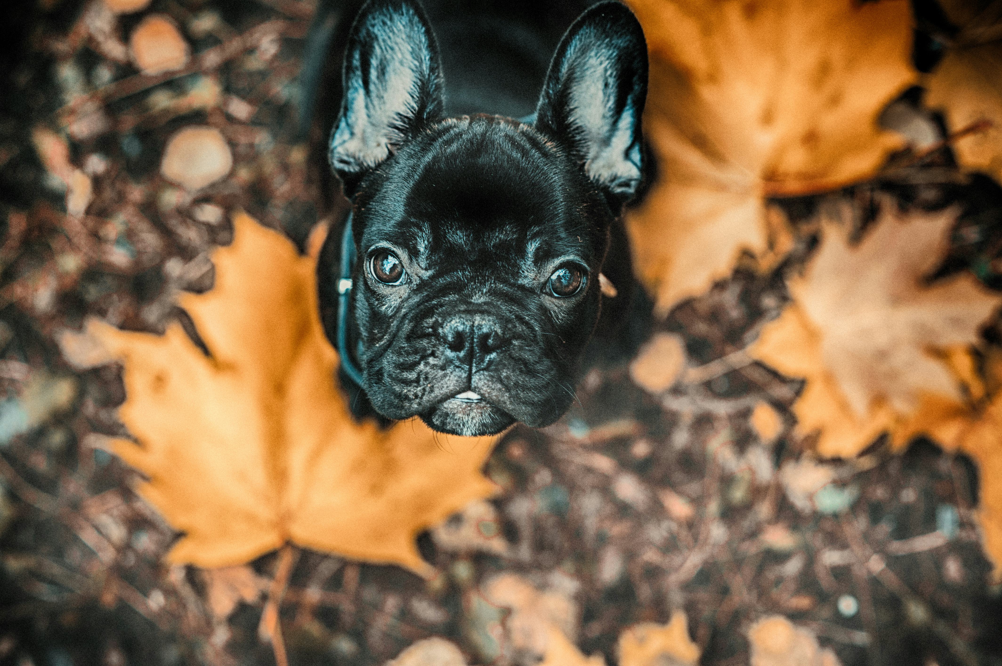 4256x2832 Fall Captions For Dogs & Paw Some Days Running Through Piles Of Leaves