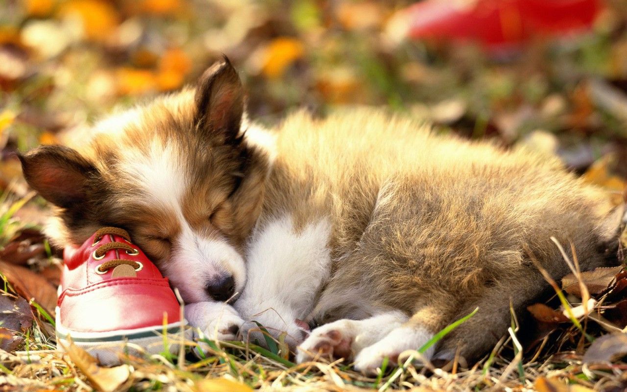 1280x800 Cute Puppy Wallpaper and Dog Tips on Amazon Appstore
