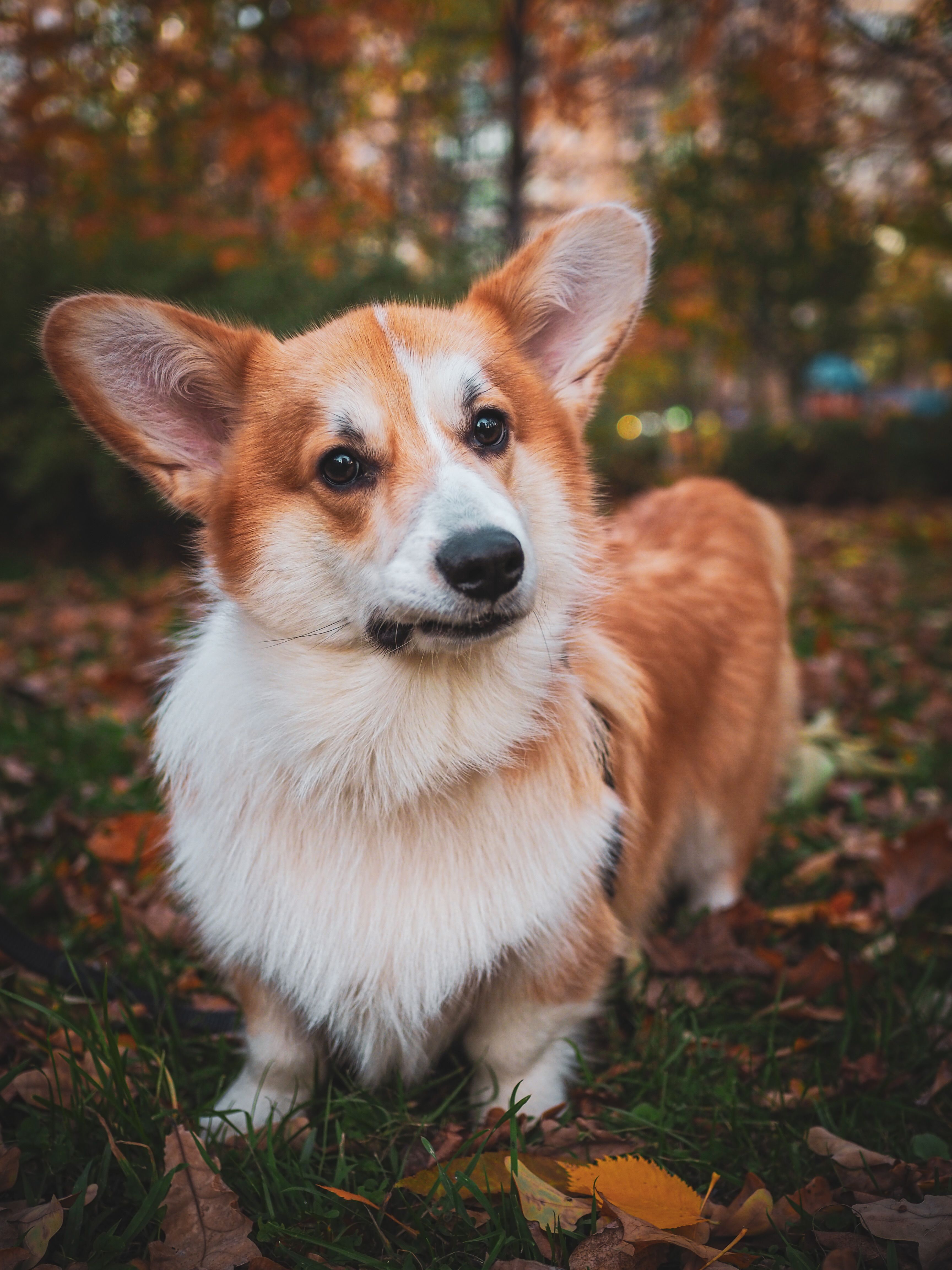 3456x4608 Cute Corgi Dog in Forest · Free