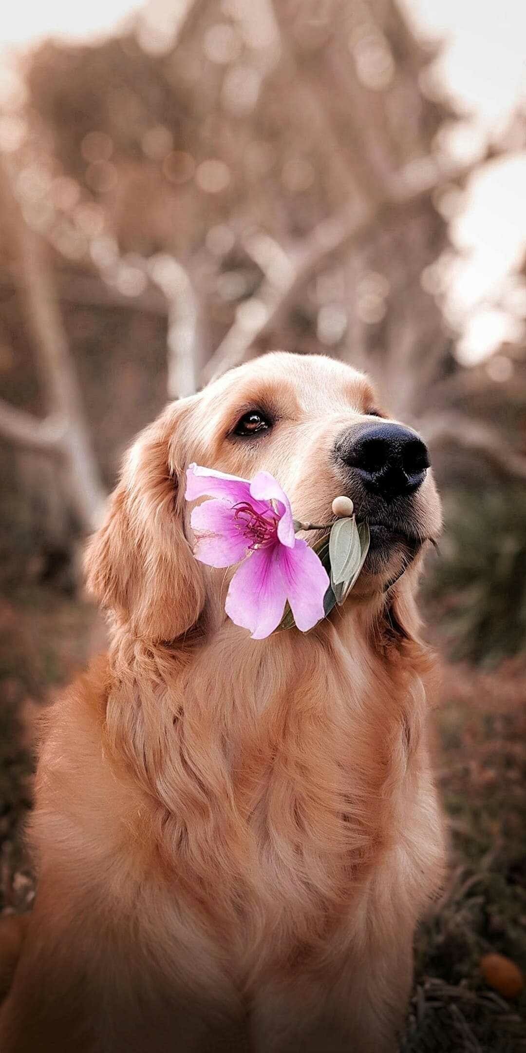 1080x2160 Dog Wallpaper