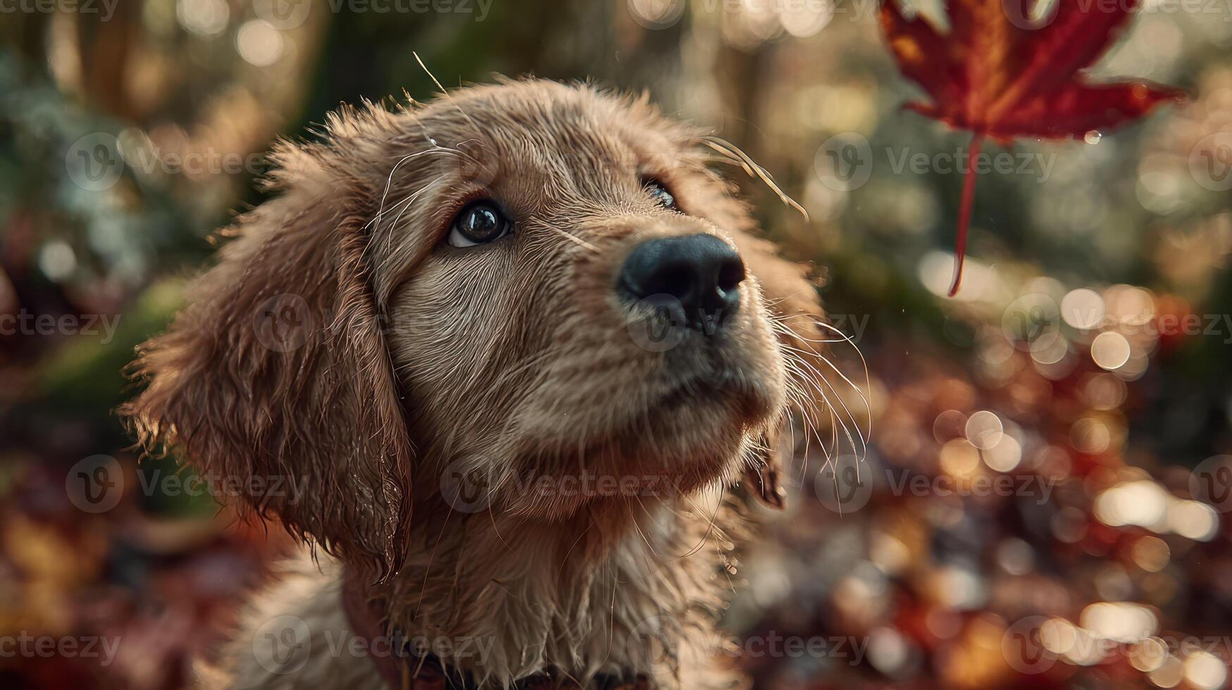 1749x980 Cute Golden Retriever Puppy Gazing at a Falling Leaf