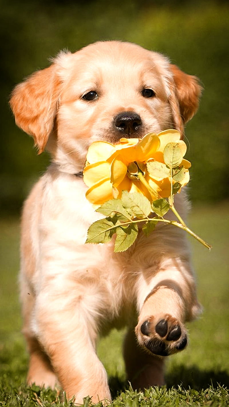 800x1422 Puppy, animal, animals, cute, dog, dogs, pet, pets, puppies, HD phone wallpaper