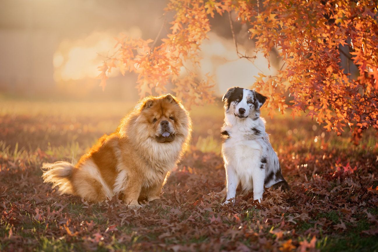 1298x865 Embracing the Magic of Autumn for pet photography in Canberra