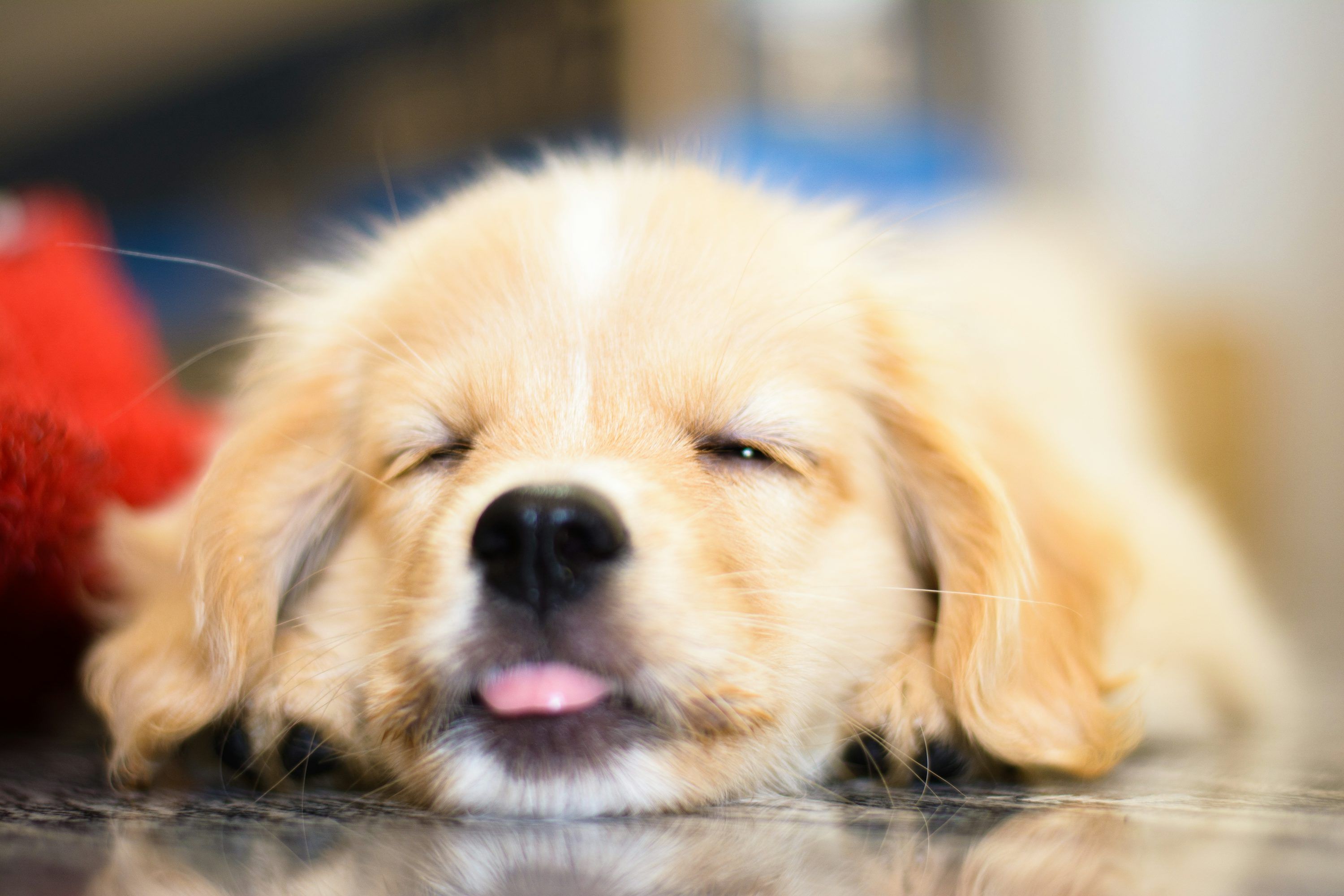 3000x2000 A small dog laying on the floor with its eyes closed