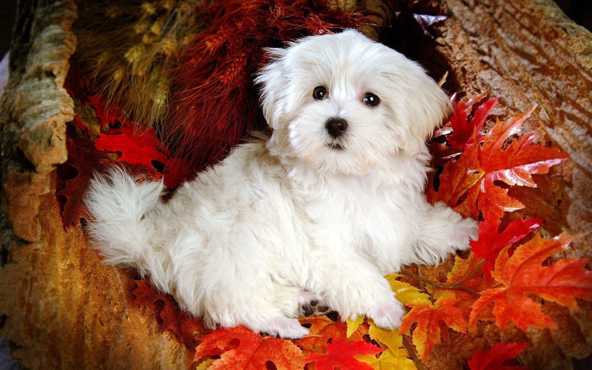 1920x1200 Cute Dogs Wallpaper
