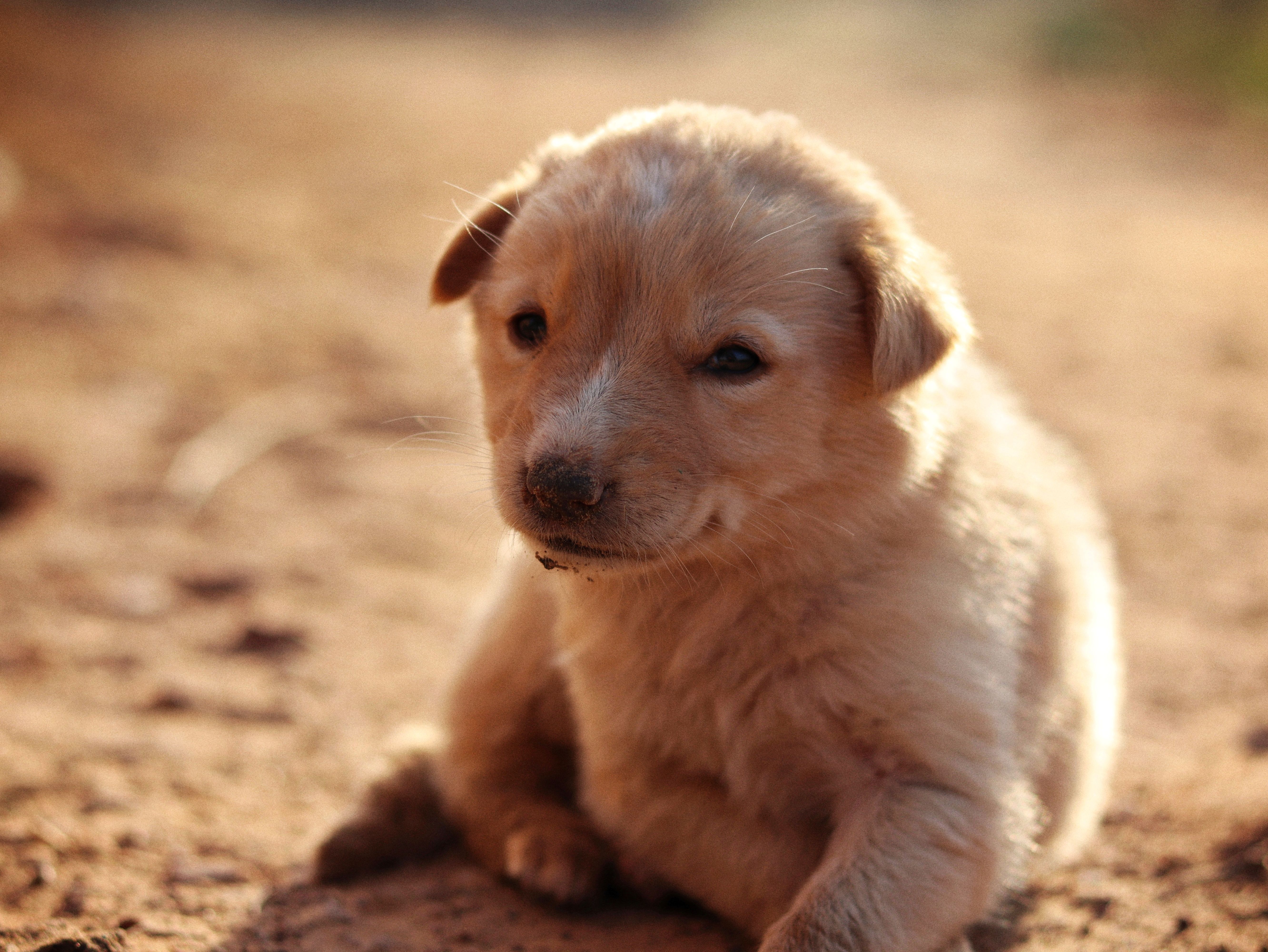5328x4000 Puppy on Ground · Free