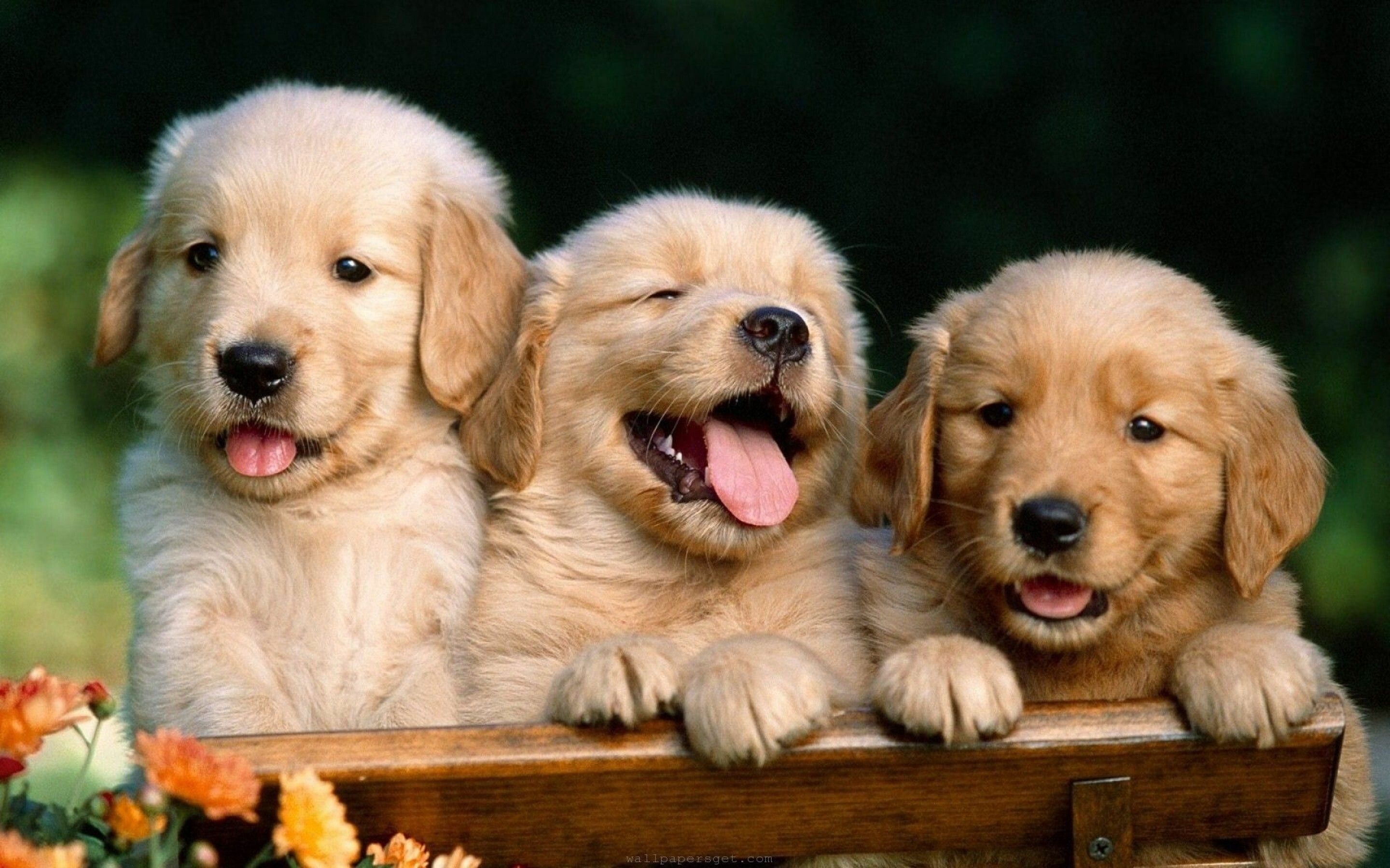 2880x1800 Dog Wallpaper