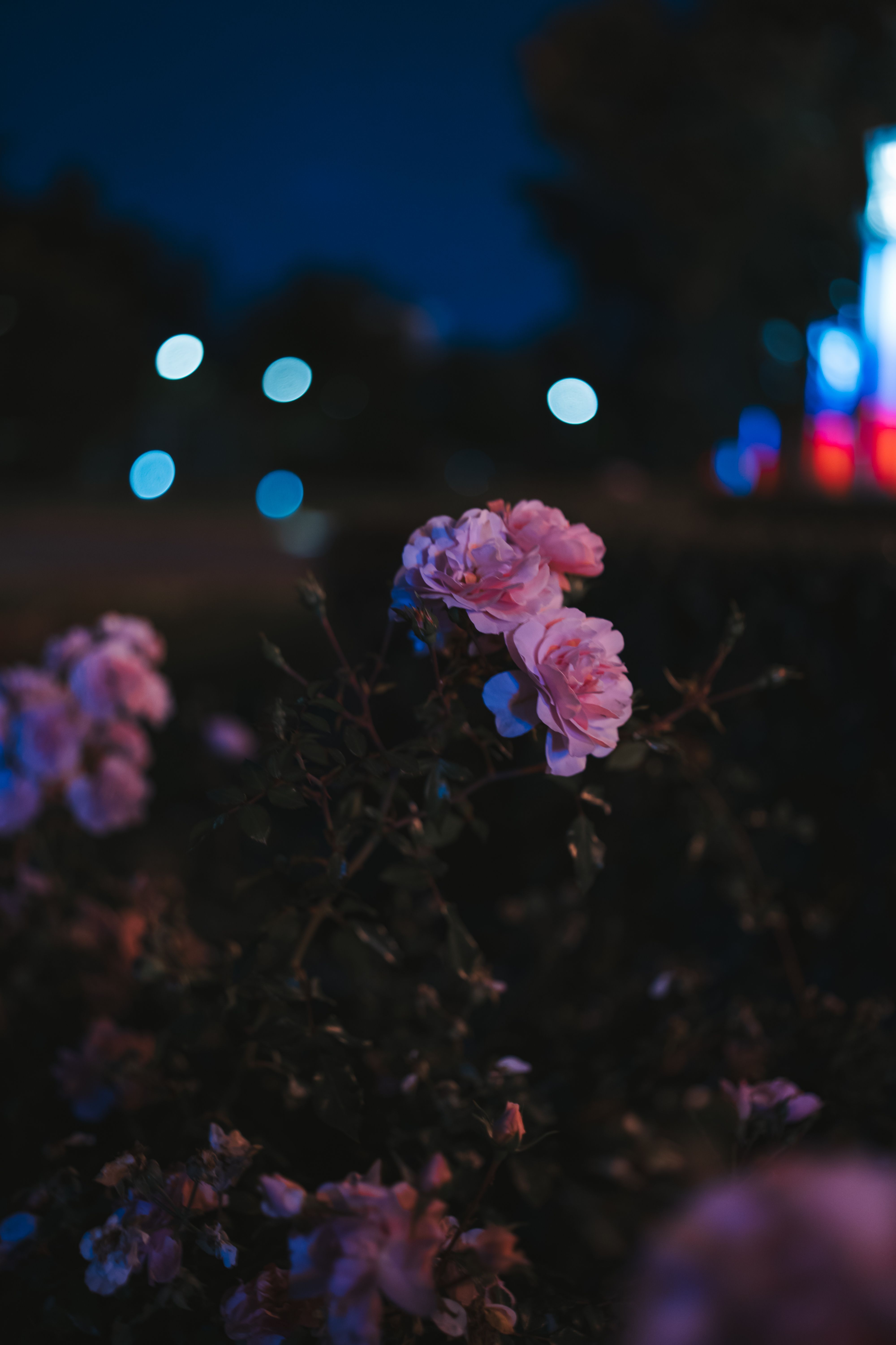 4000x6000 Flower Night Photo, Download The BEST Free Flower Night & HD Image