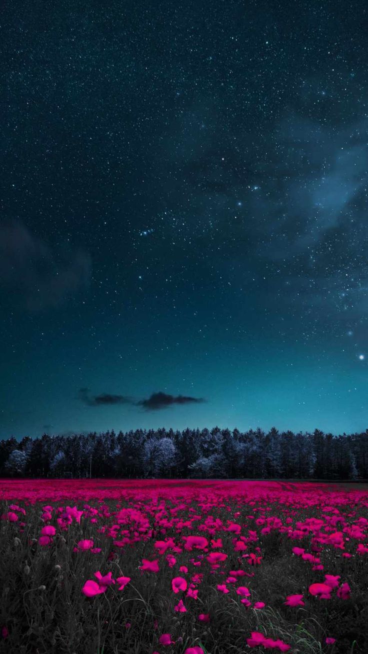 736x1308 Night Flowers iPhone Wallpaper Wallpaper background phone