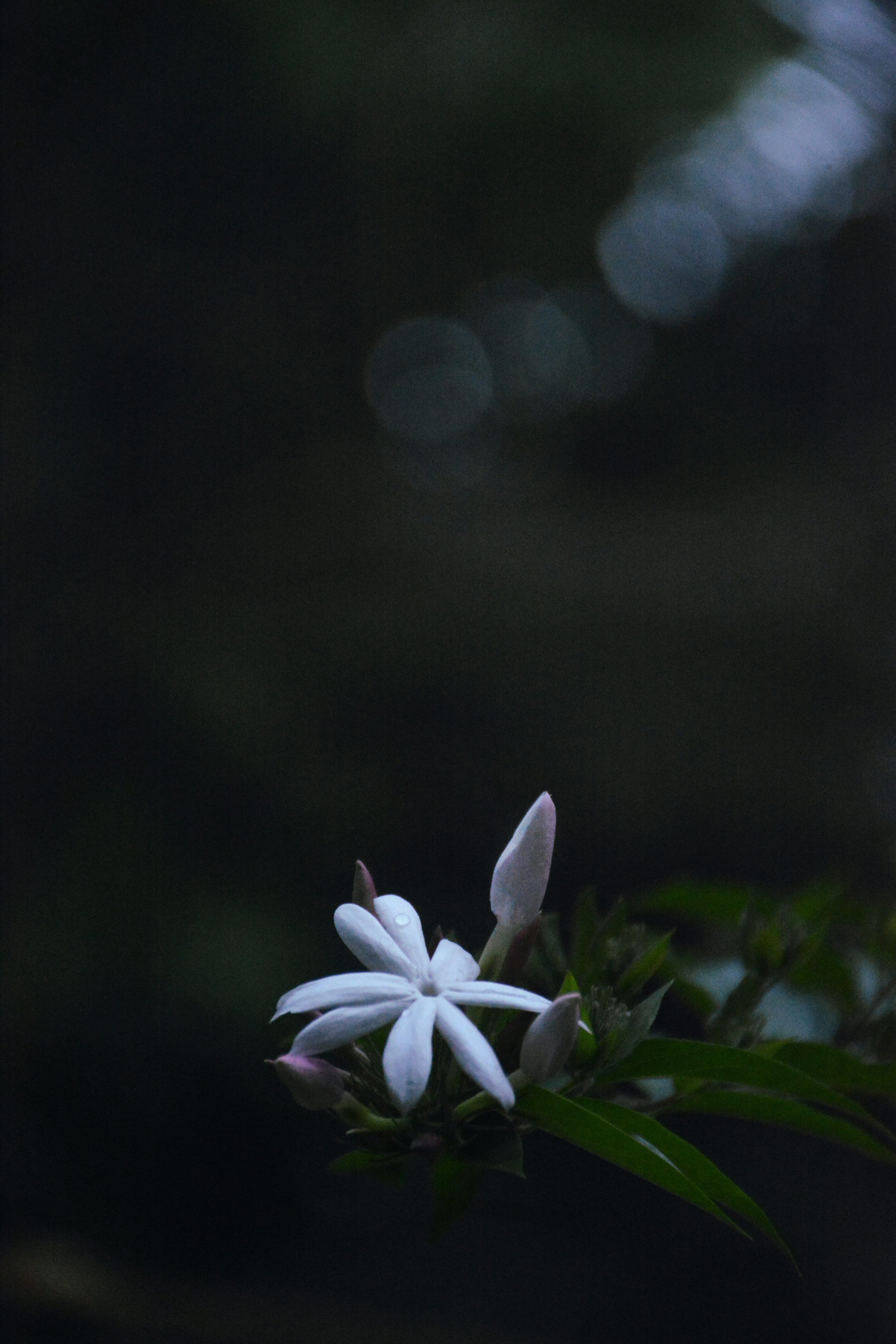 3000x4500 Night Flower Picture. Download Free Image