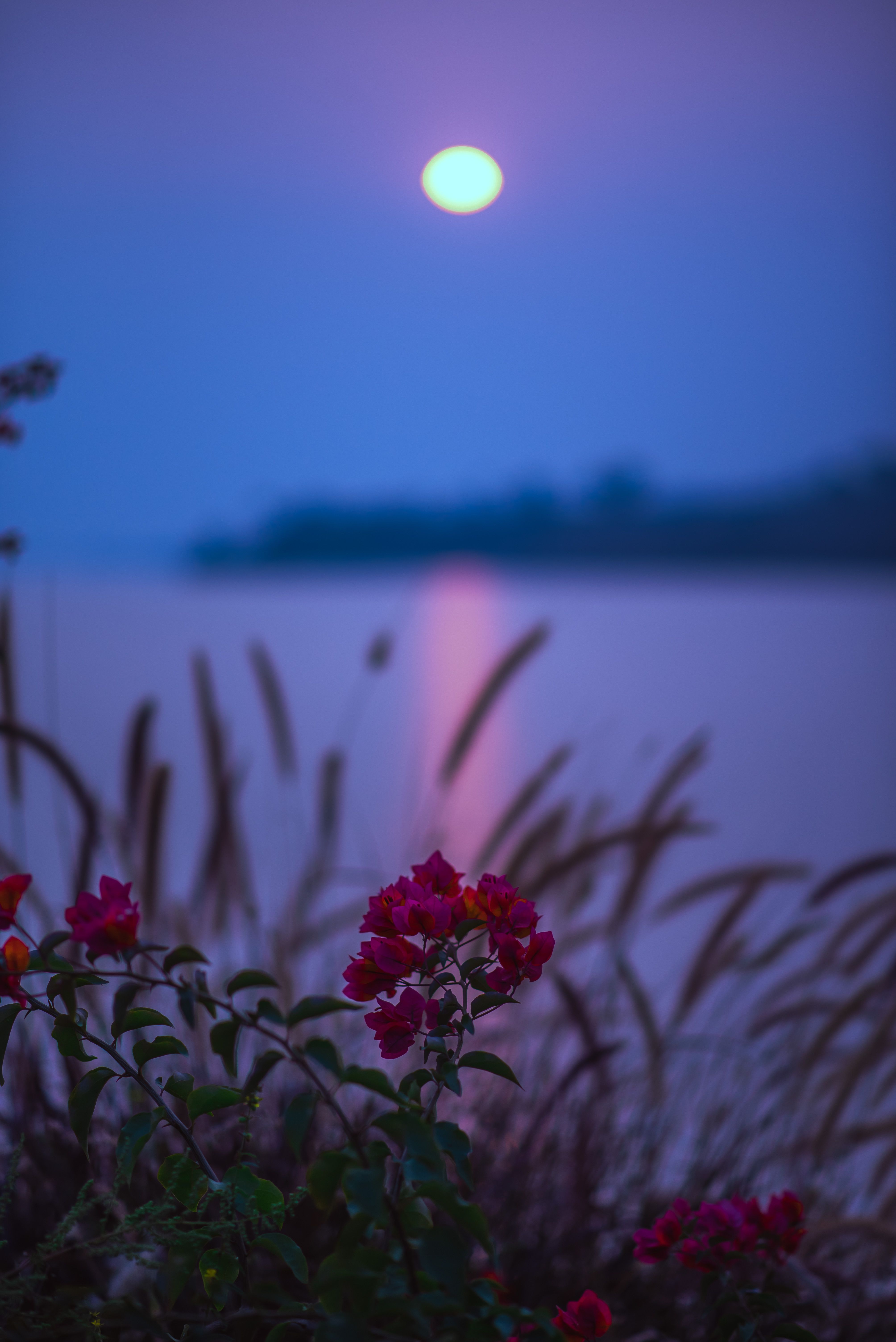 4016x6016 Night Photo of a Red Flower with a Full Moon in the Background · Free