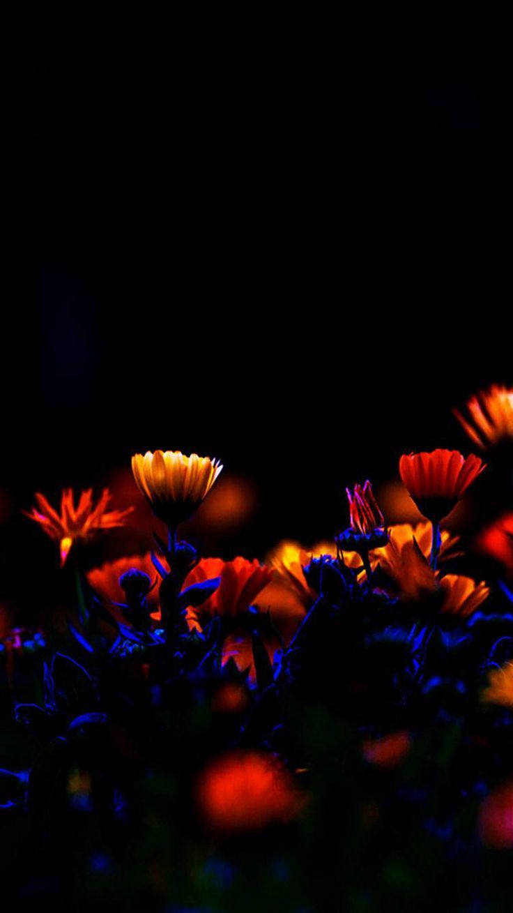 736x1309 Night Flowers
