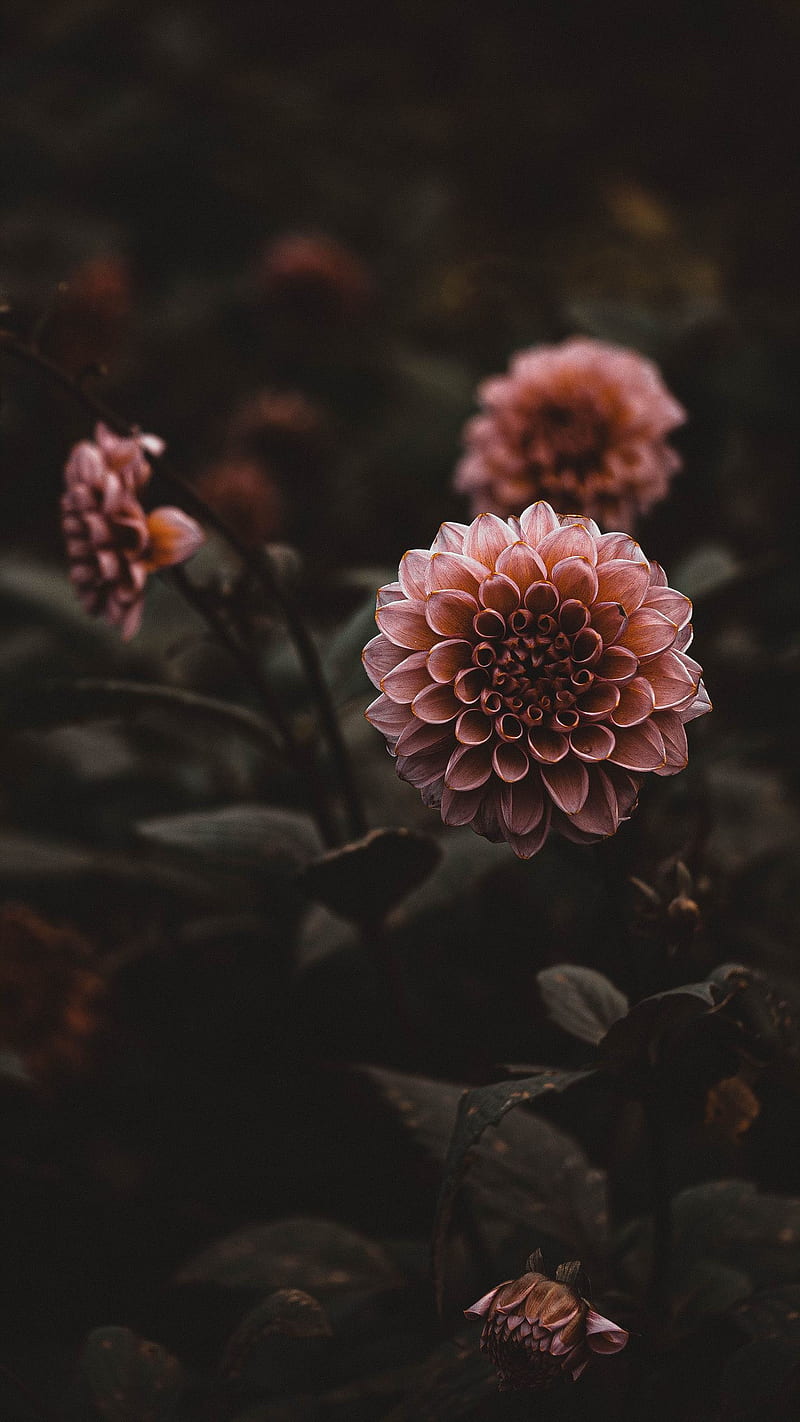 800x1422 Flowers at night, dark, HD phone wallpaper