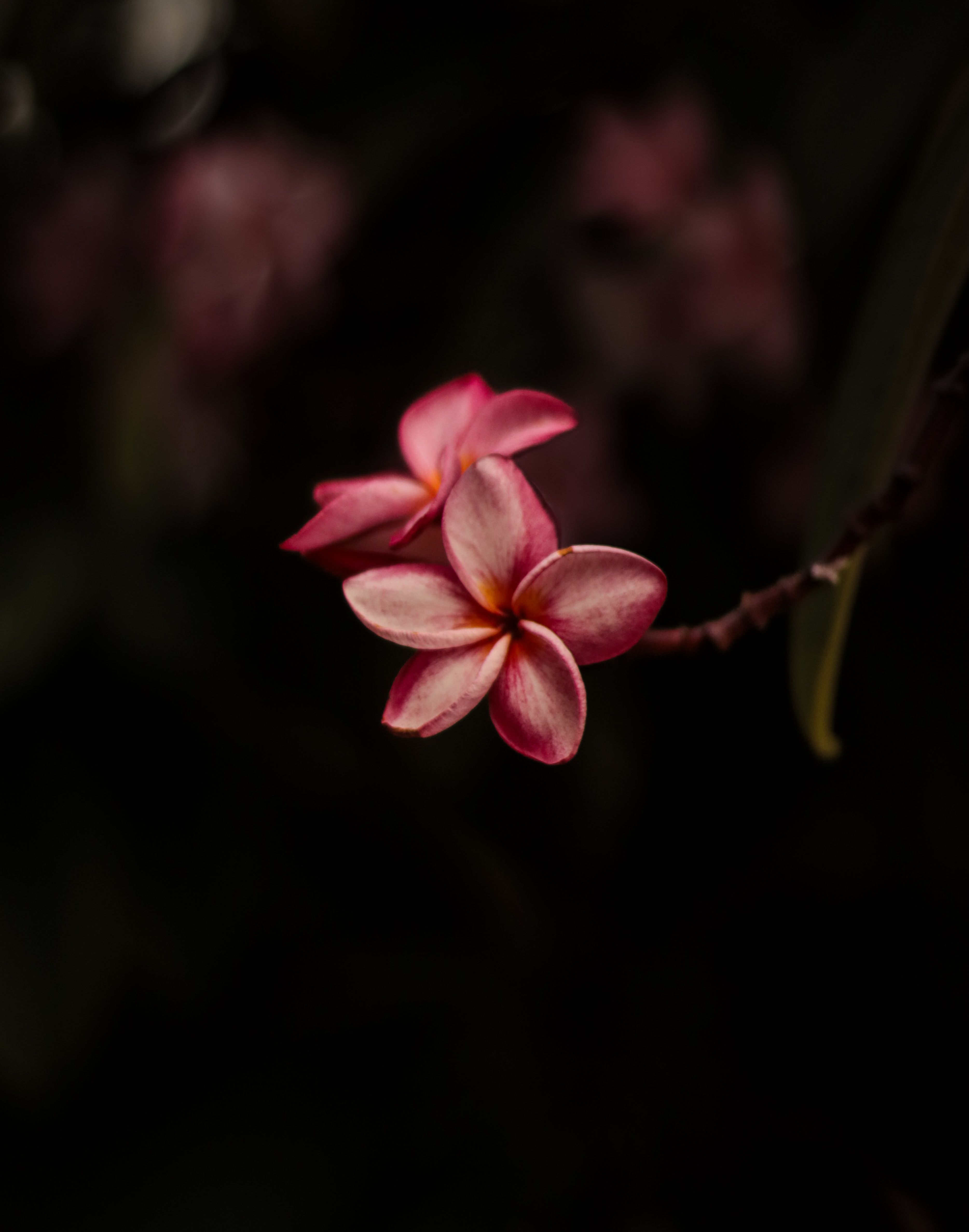 3735x4749 Flower Night Photo, Download The BEST Free Flower Night & HD Image