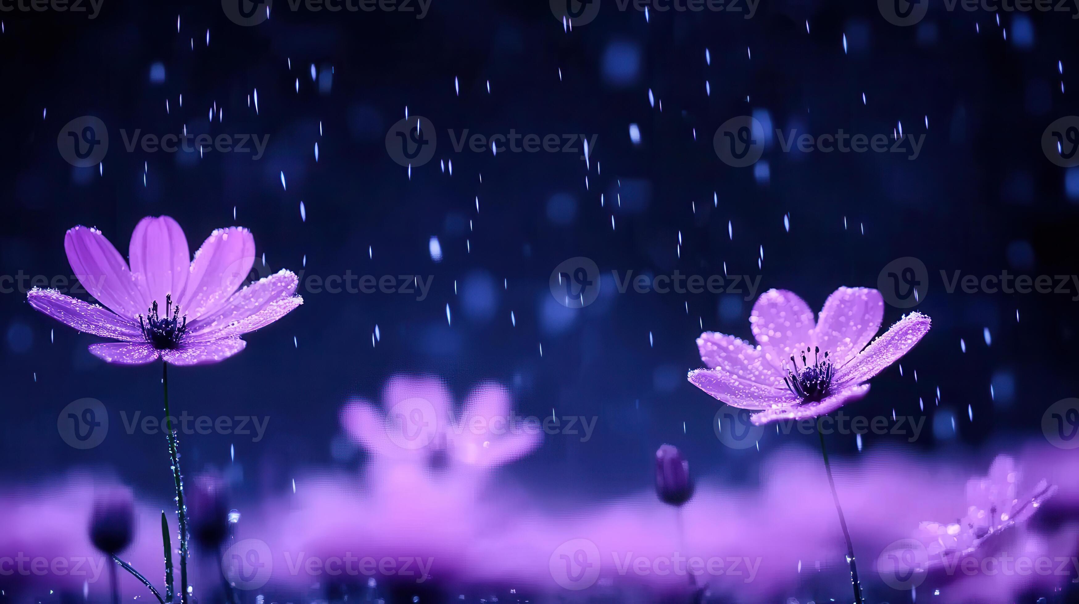 3497x1960 Purple Cosmos Flowers in the Rain Night Beautiful Nature Image