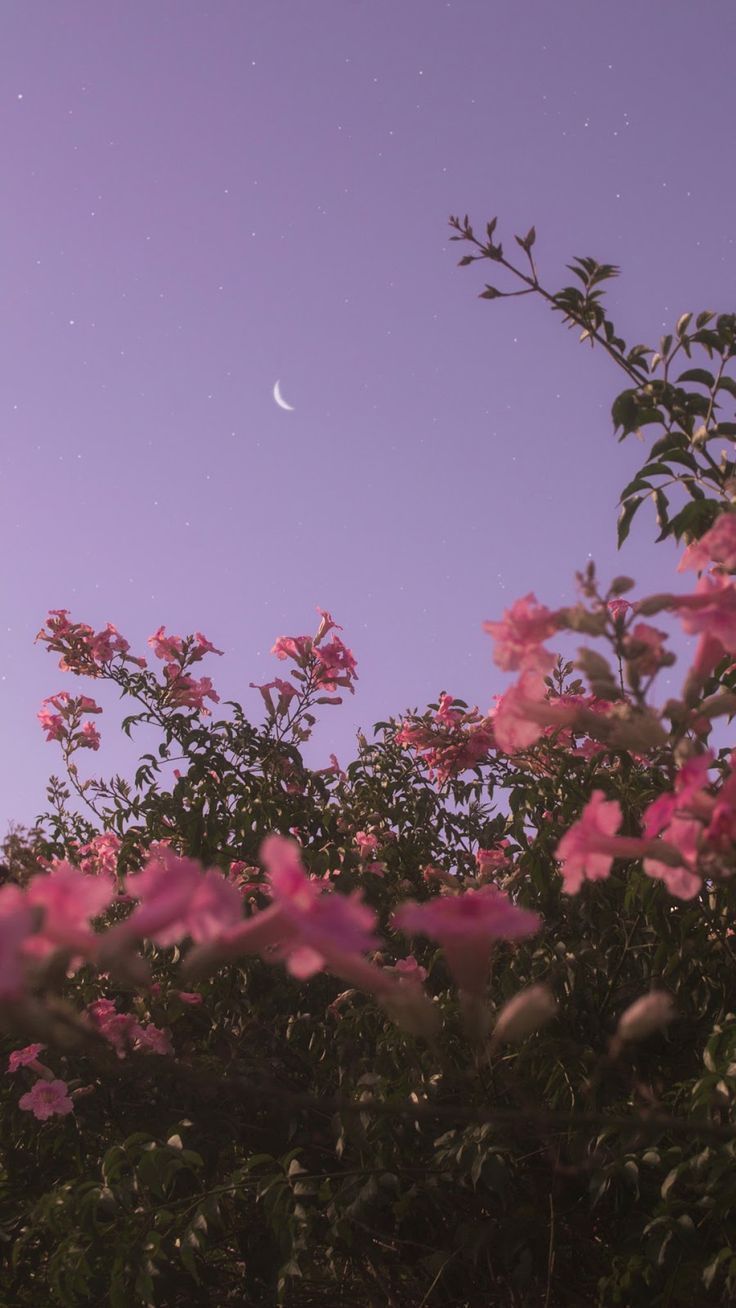 736x1308 Flower under night sky - #background #Flower #Nigh. - #background #flower
