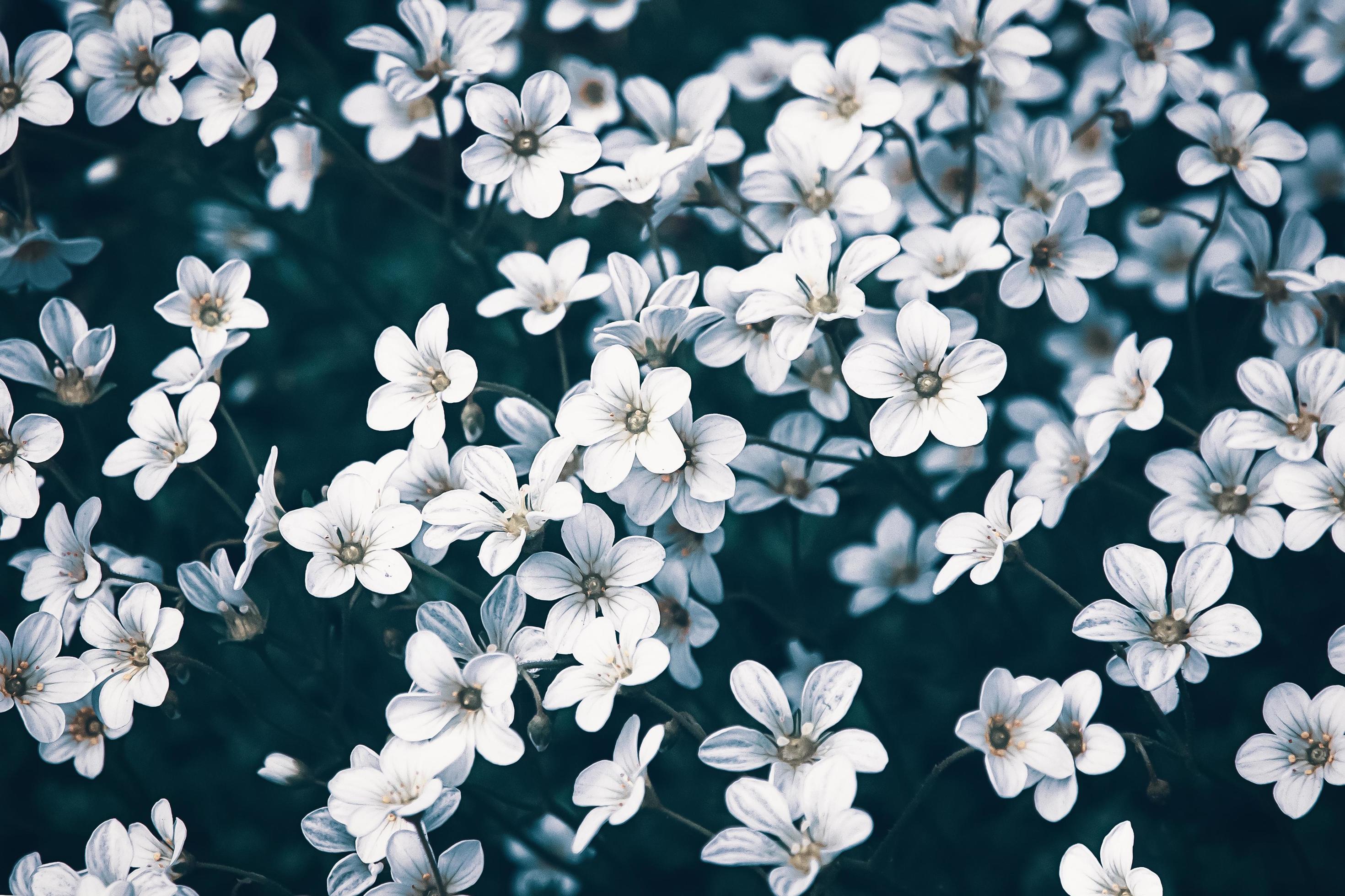 2940x1960 White flowers in moonlight in night garden, moody floral background