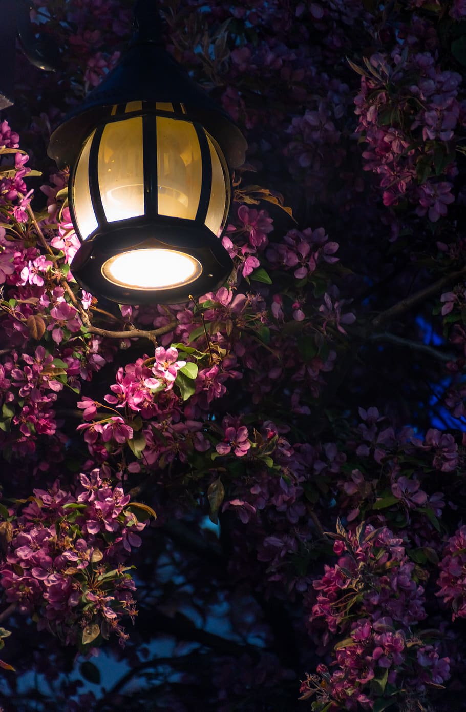910x1388 Night flowers 1080P, 2K, 4K, 5K HD wallpaper free download, sort