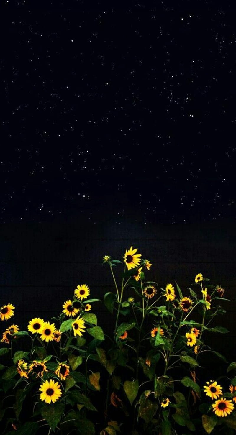 800x1475 Flowers at Night, daisy, flower, full, landscape, nite, sunshine, HD phone wallpaper