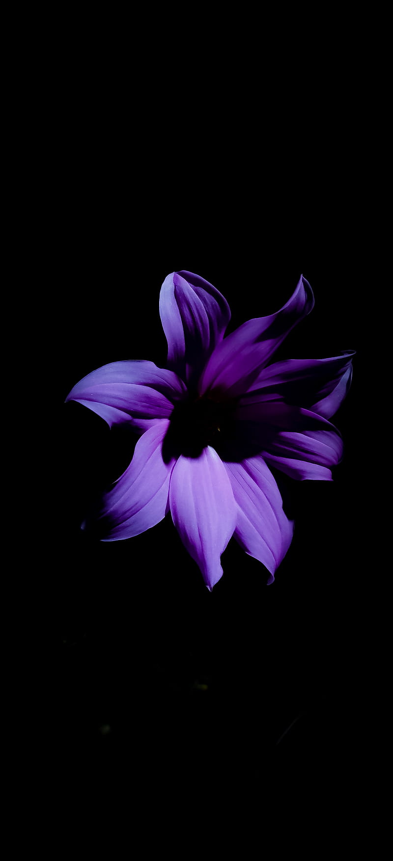 800x1754 Flower, flowers, , night, peace, HD phone wallpaper