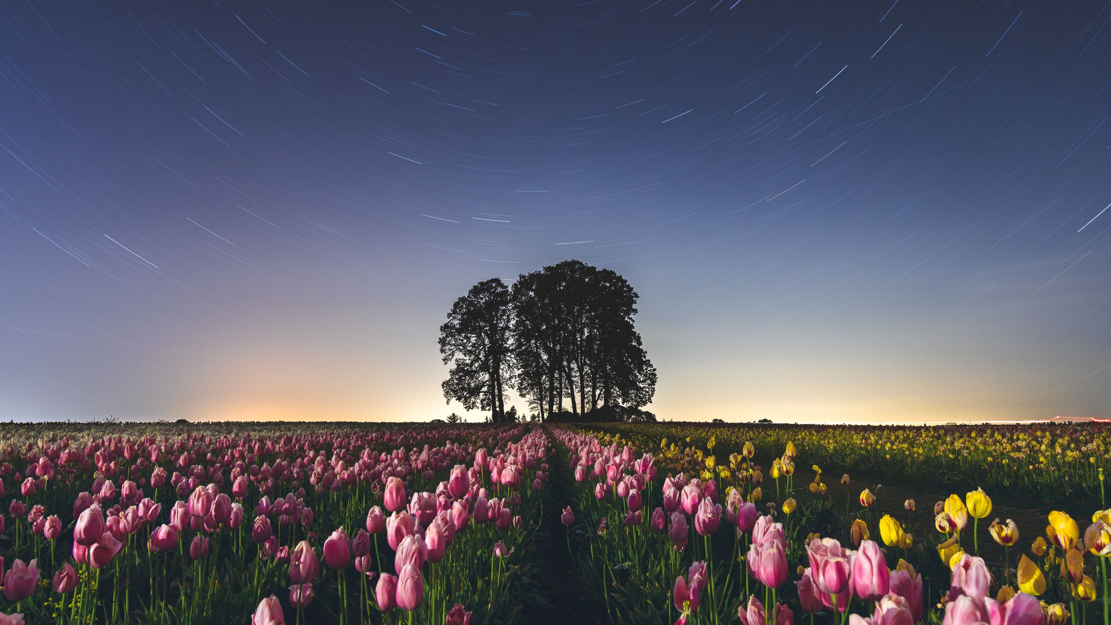 3840x2160 Tulip Field Wallpaper 4K, Star Trails, Pink flowers