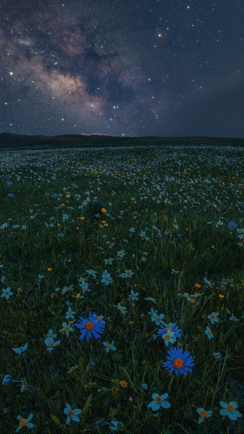800x1422 Aesthetic, field, flower, night, HD phone wallpaper