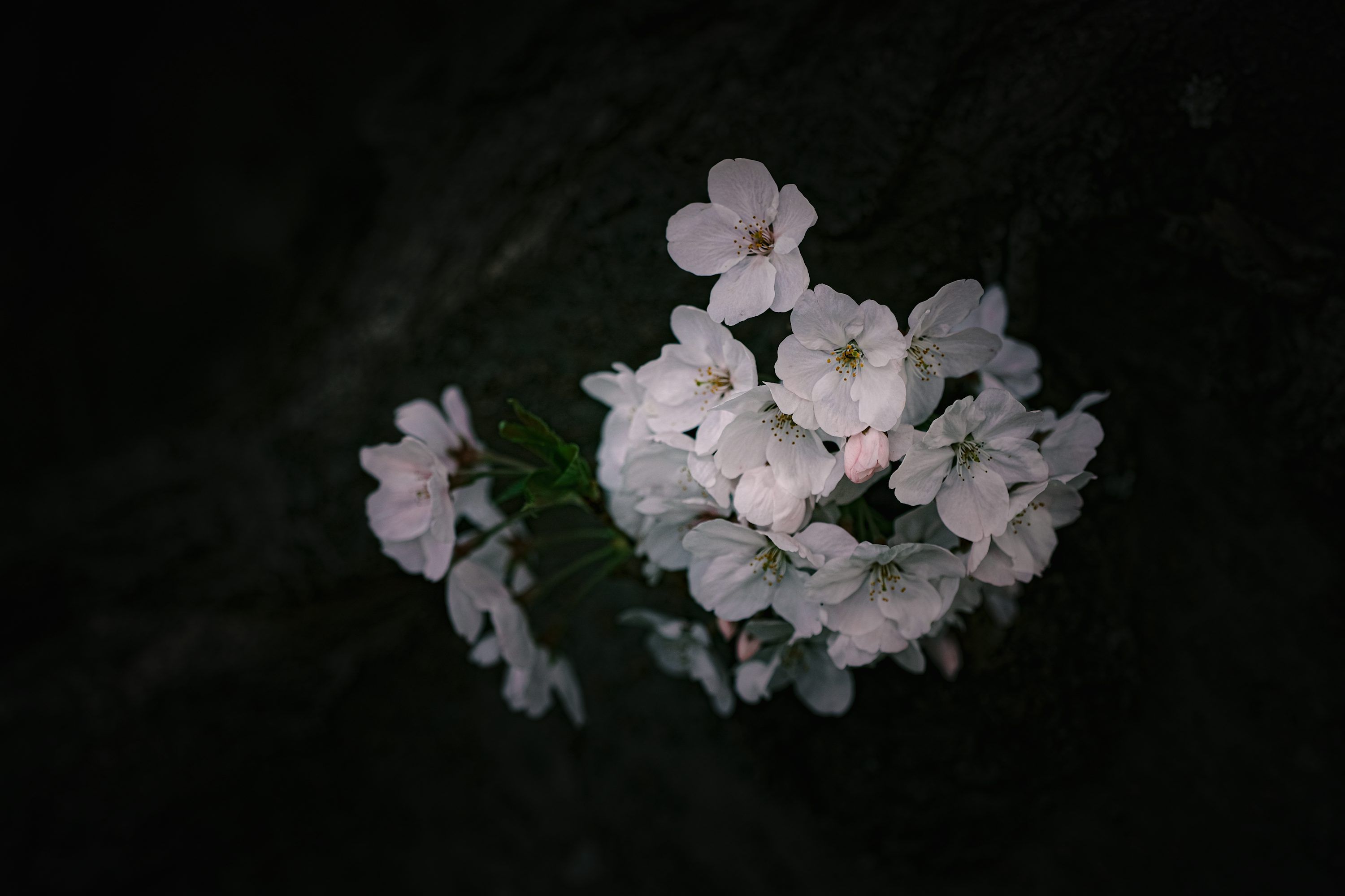 3000x2000 Flowers At Night Picture. Download Free Image