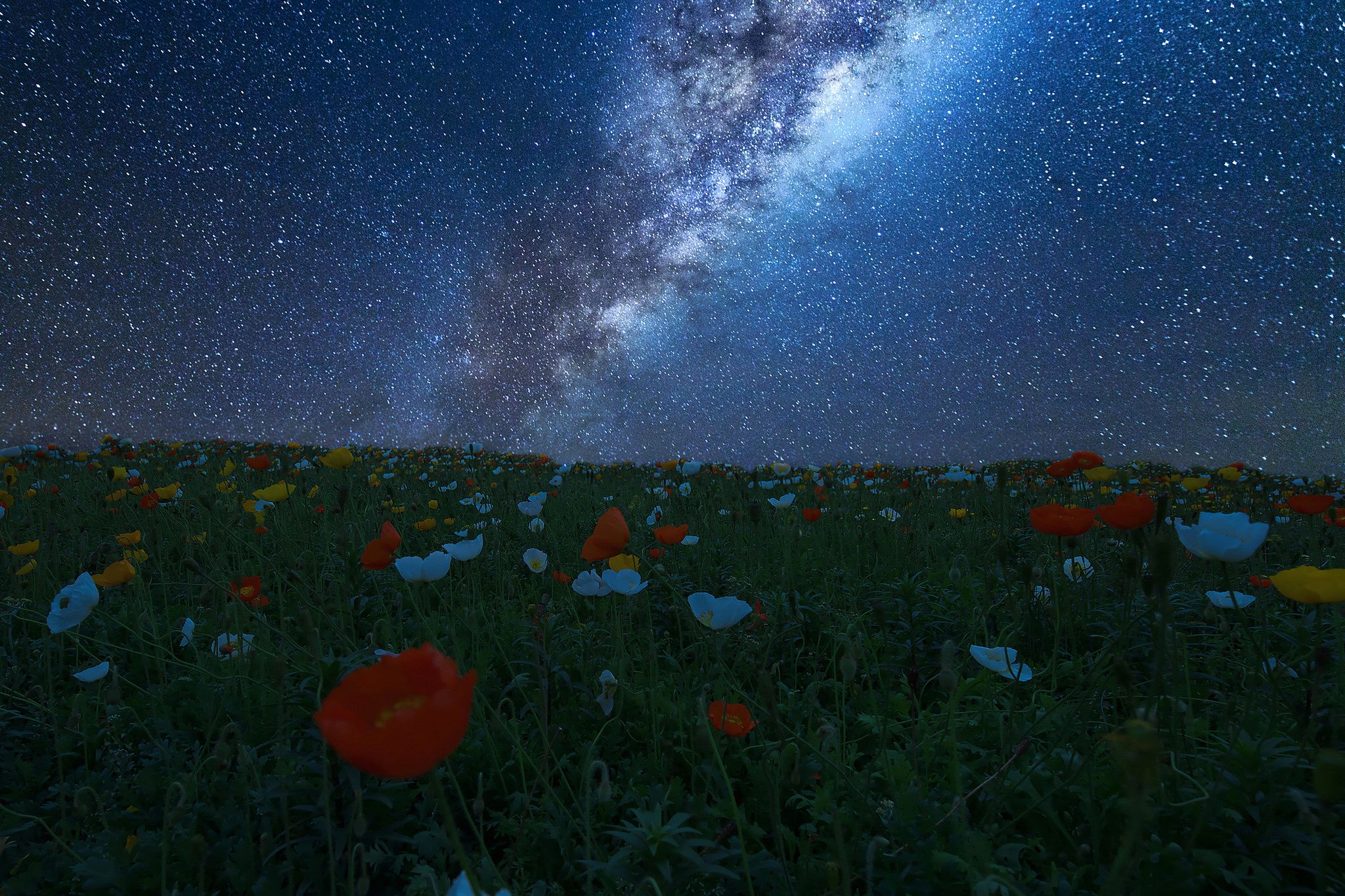 2048x1365 Free flowers, night 2K wallpaper for desktop and phone