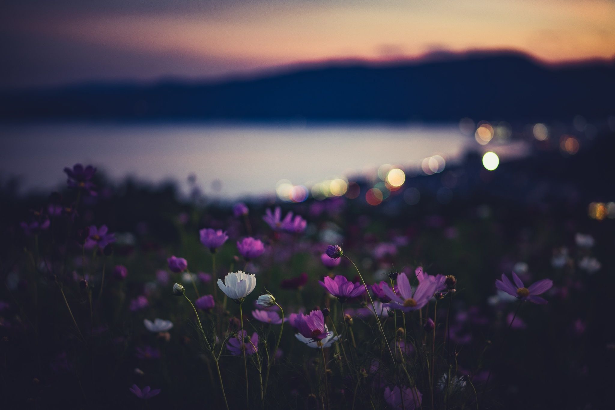 2048x1365 Free flowers, night 2K wallpaper for desktop and phone