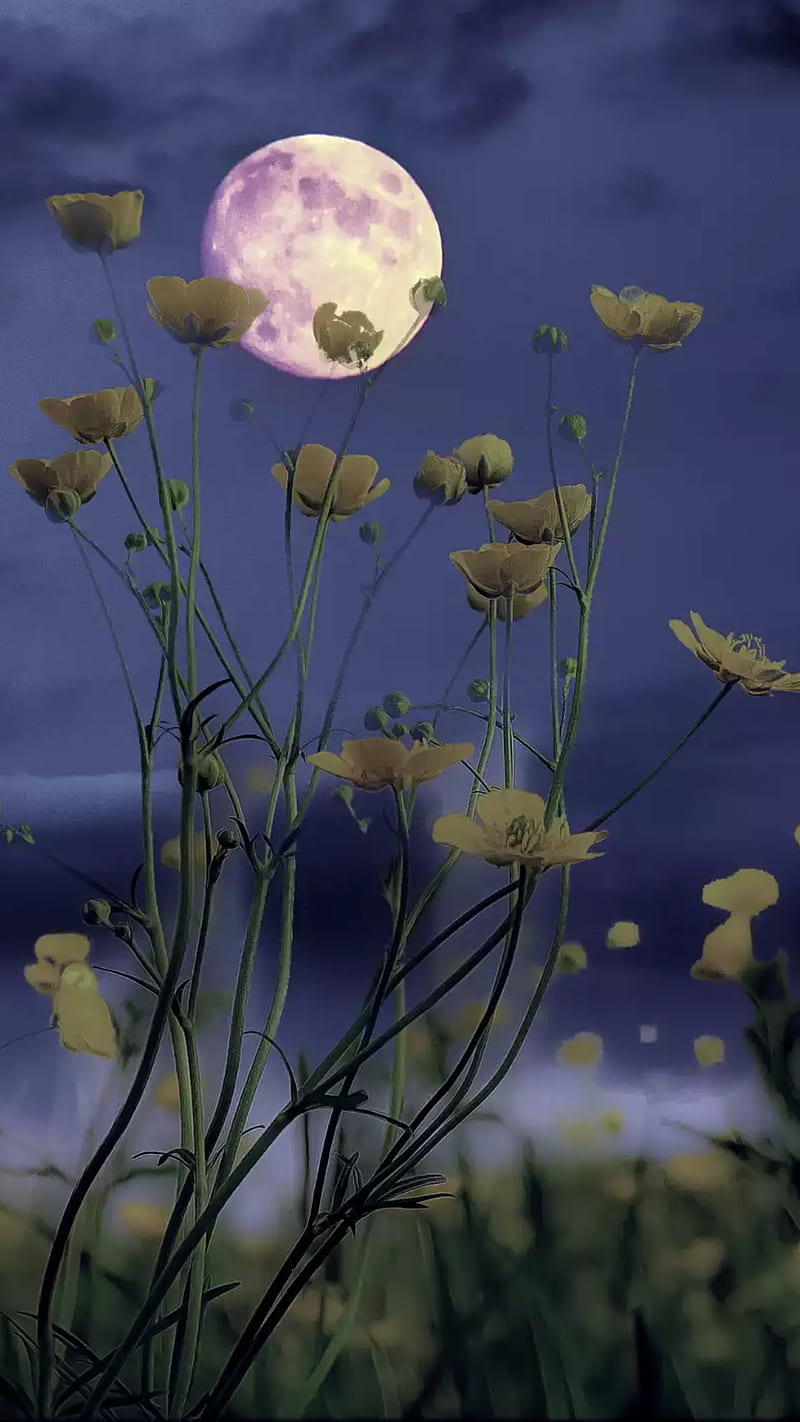 800x1422 Full moon, flowers, , nature, night, HD phone wallpaper