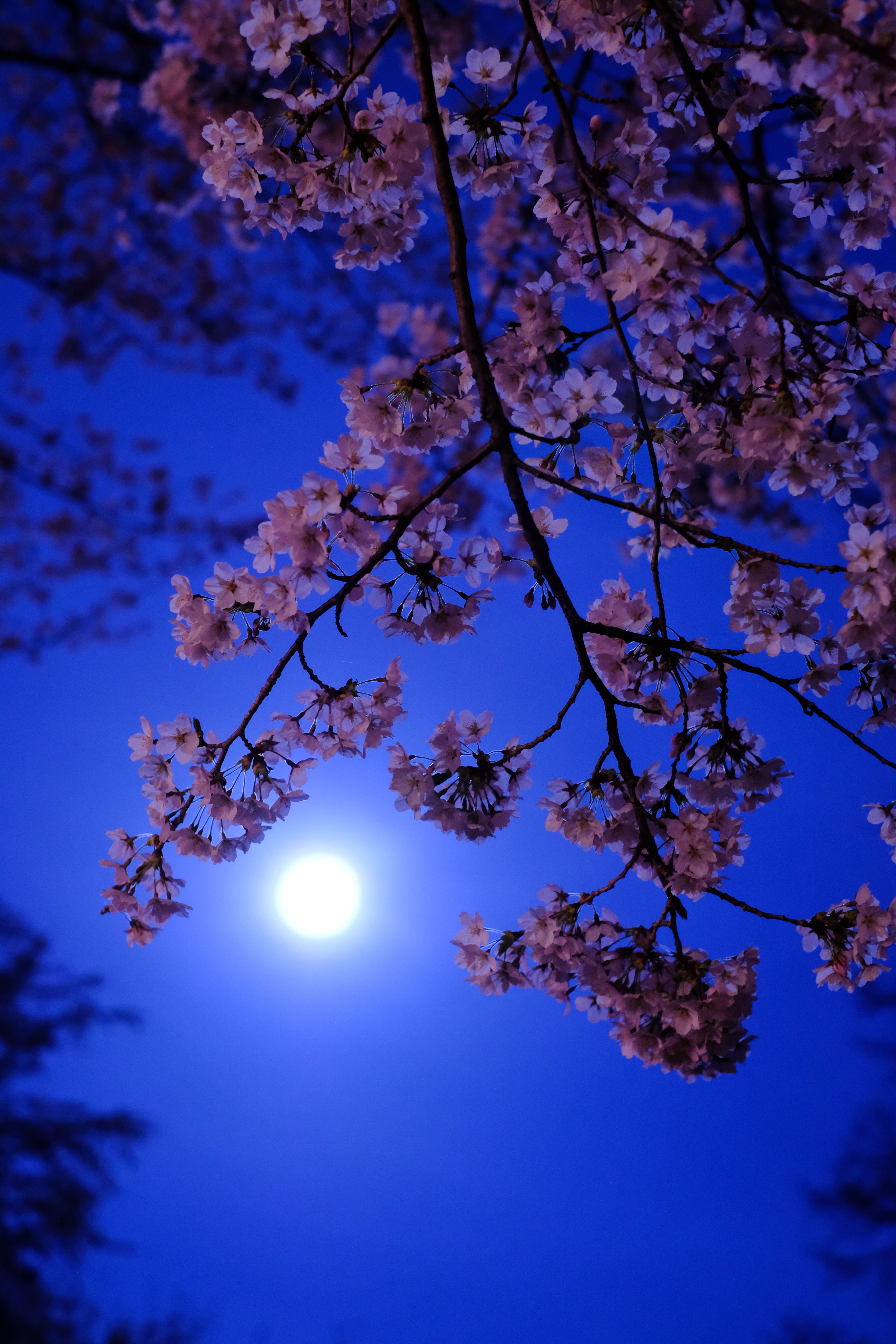 4000x6000 Phone wallpaper: Moon, Flowers, Flowering, Bloom 60960
