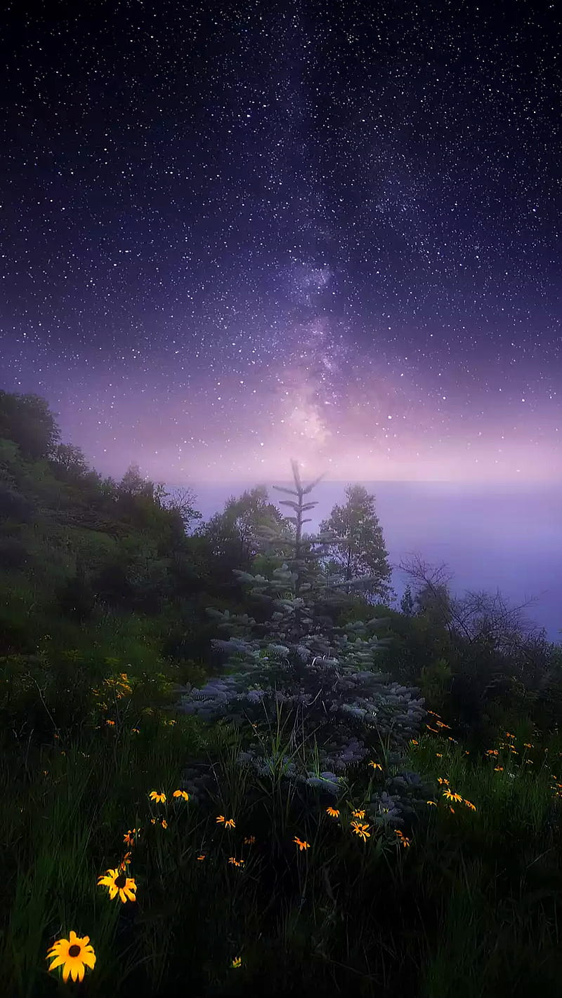800x1422 Nature, flowers, sky, stars, trees, HD phone wallpaper