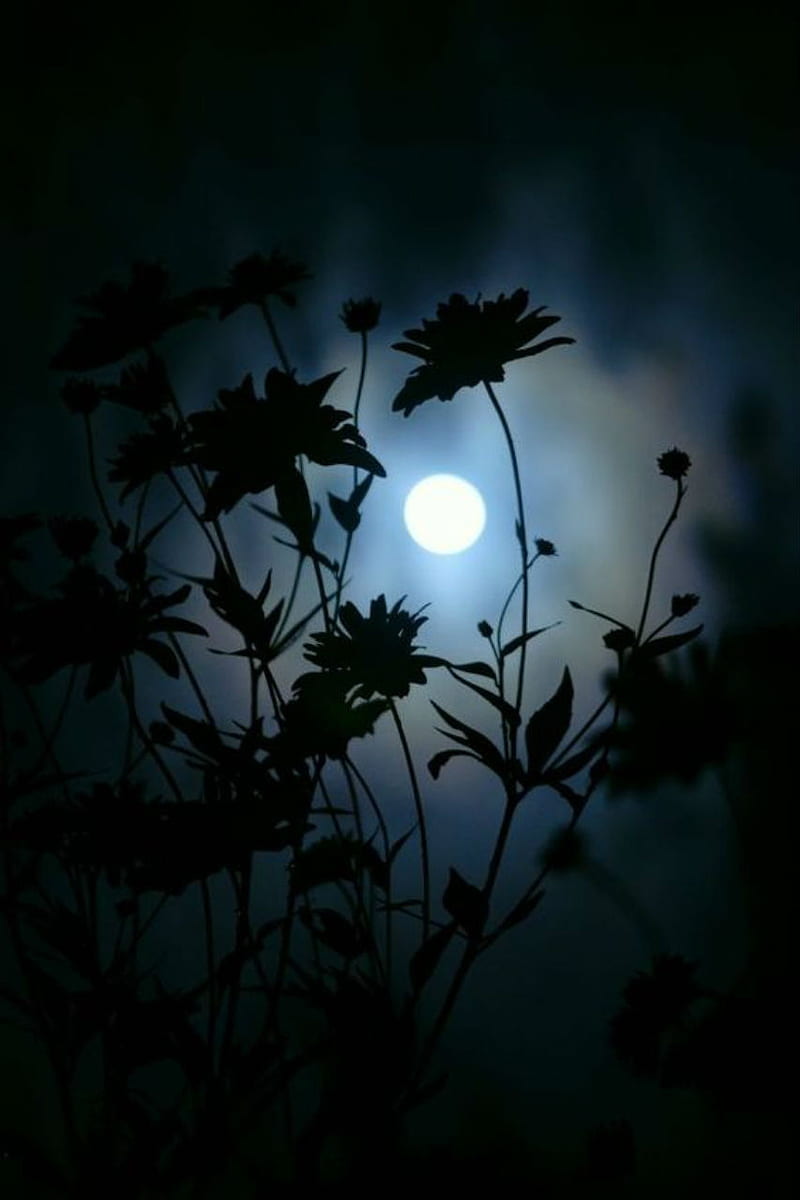 800x1200 For you, black, flowers, silhouette, moonlight, moon, full moon, night, dark, HD phone wallpaper