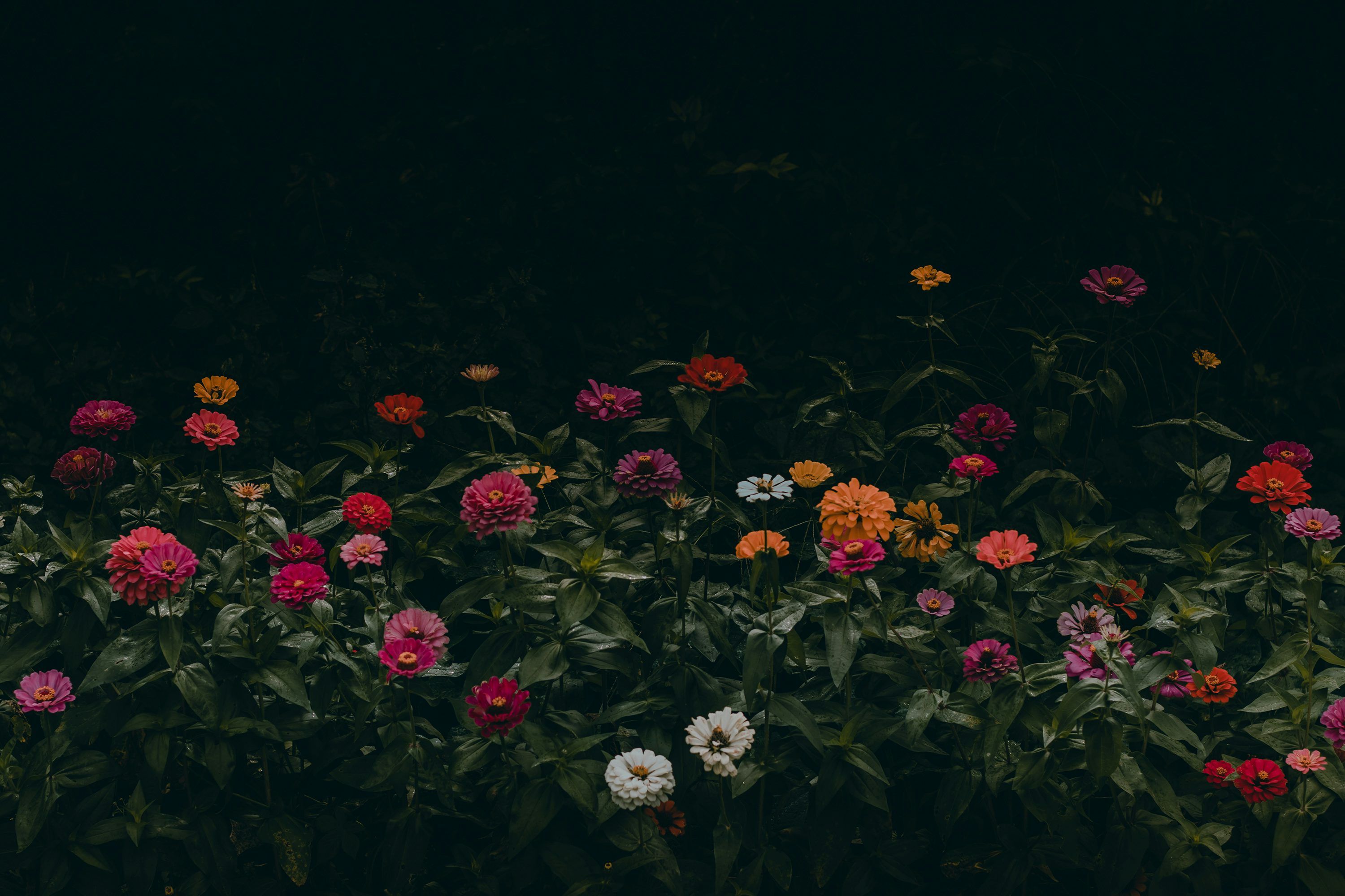 3000x2000 Flower Night Picture. Download Free Image