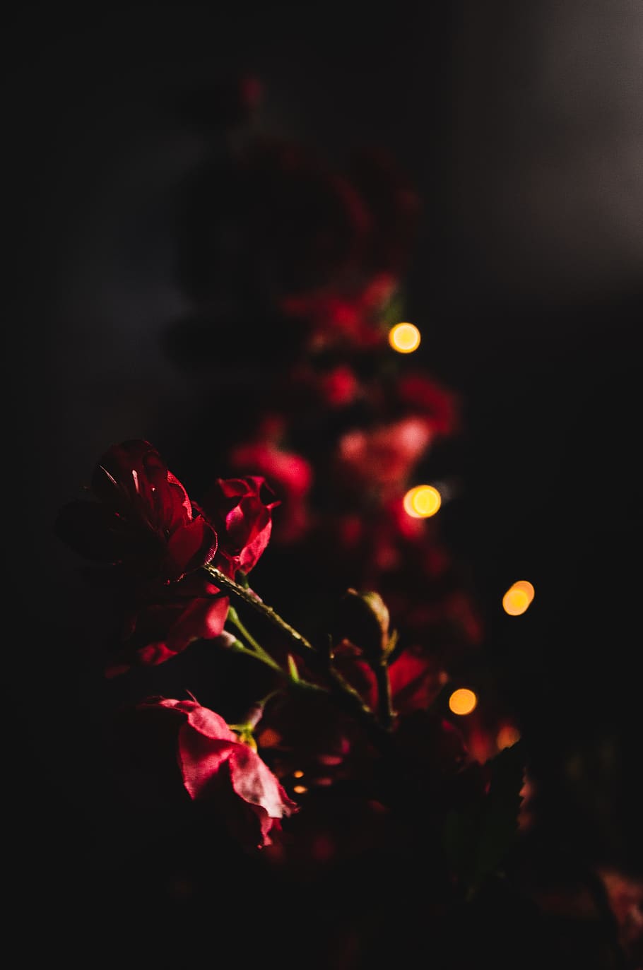 910x1373 flowers by night 1080P, 2K, 4K, 5K HD wallpaper free download, sort