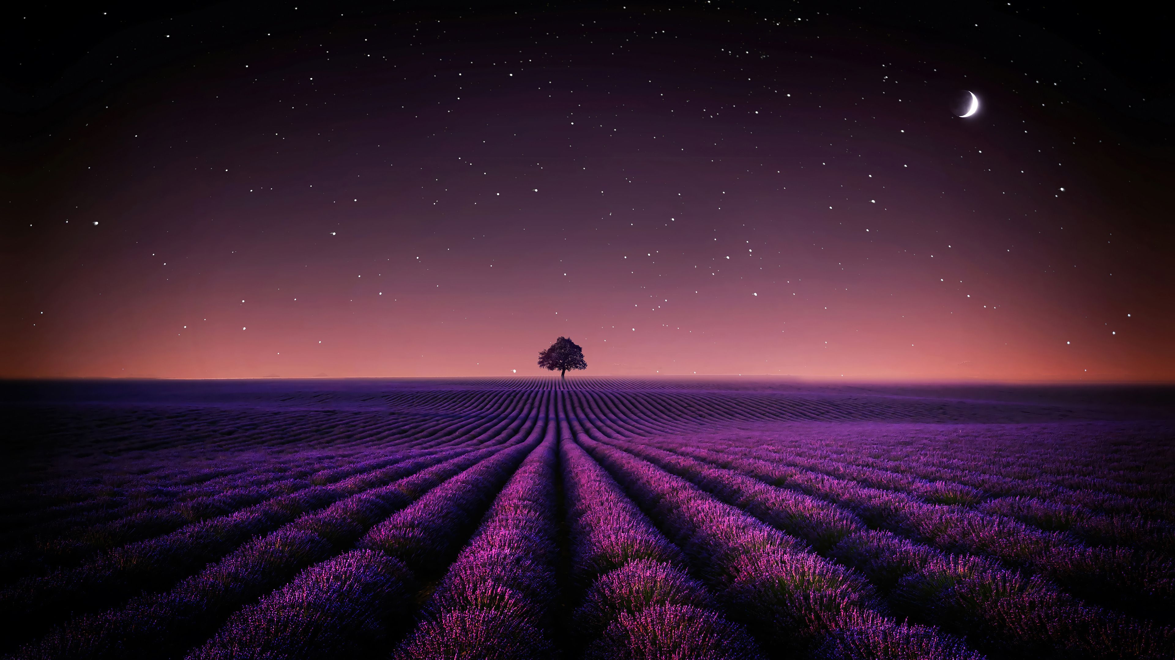 3840x2160 Lavender Flower Field Night Sky Stars Wallpaper 4K HD PC d