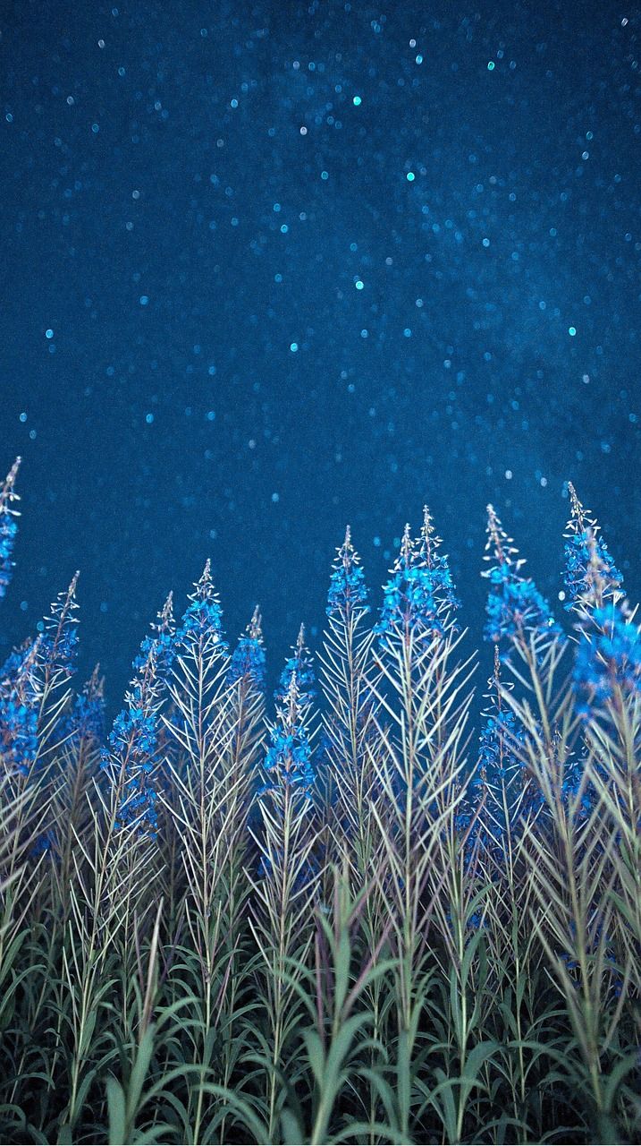 717x1280 Stars Flowers Night Milky