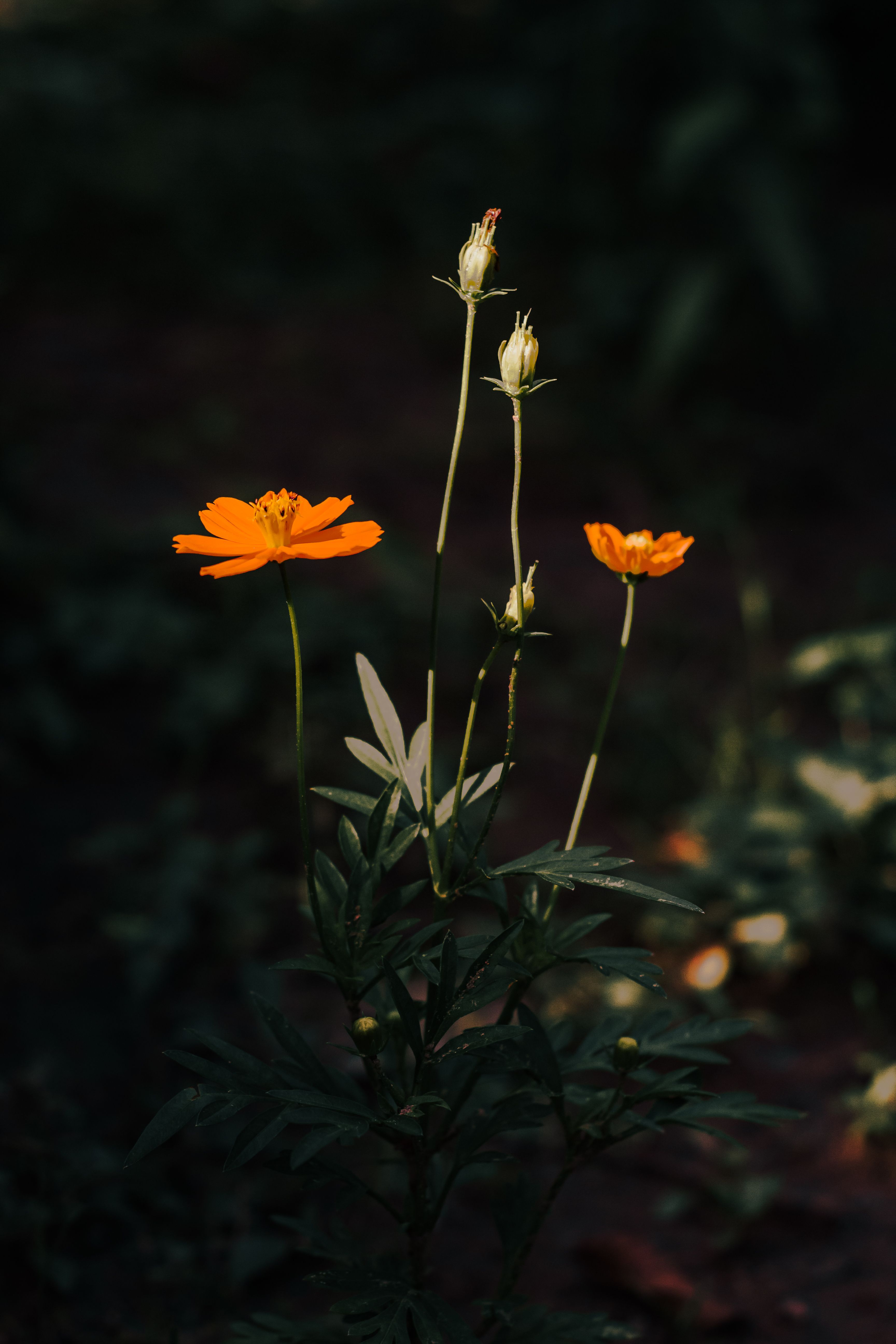 3456x5184 Orange Flowers at Nighttime · Free