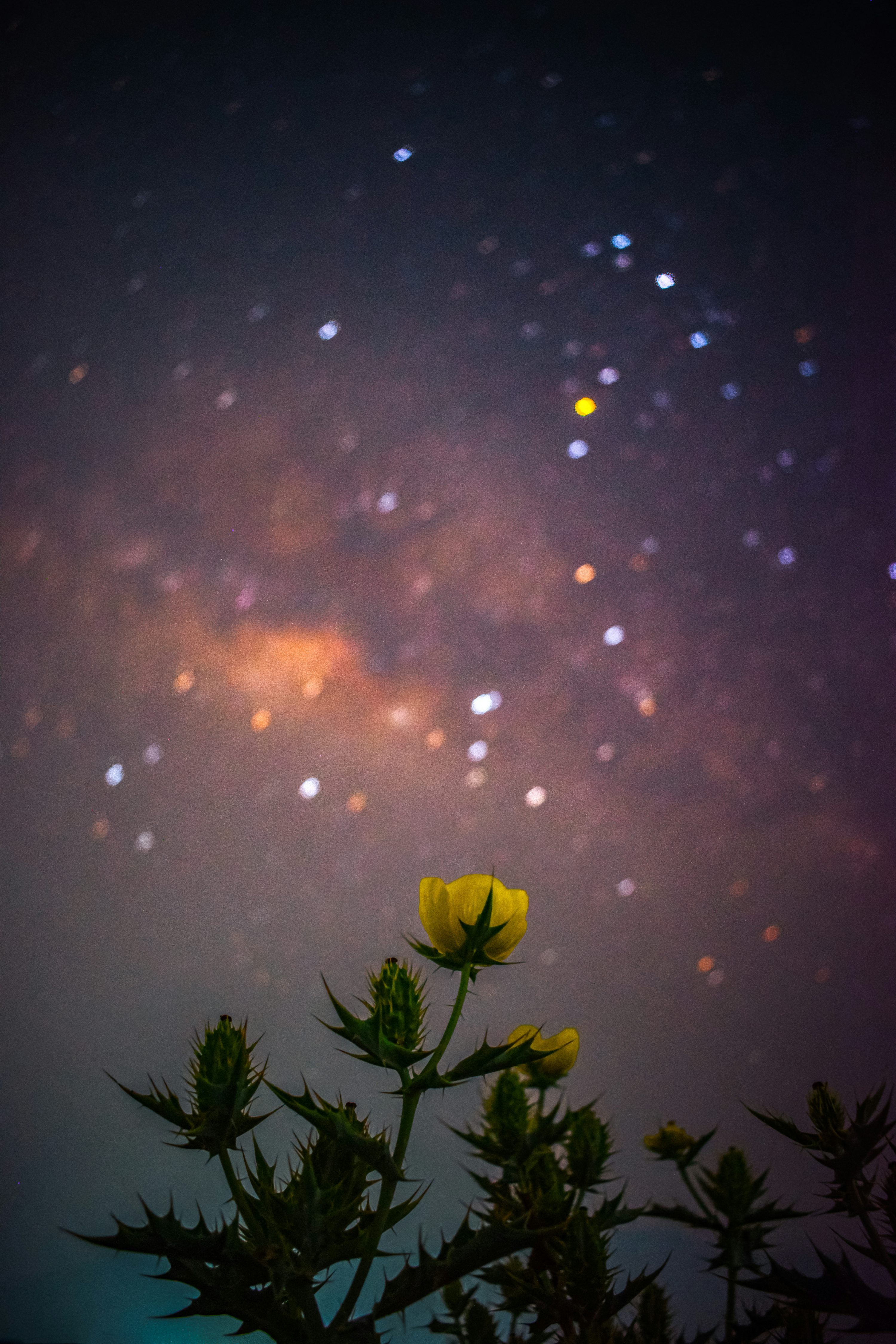3000x4500 The night sky is filled with stars and a yellow flower
