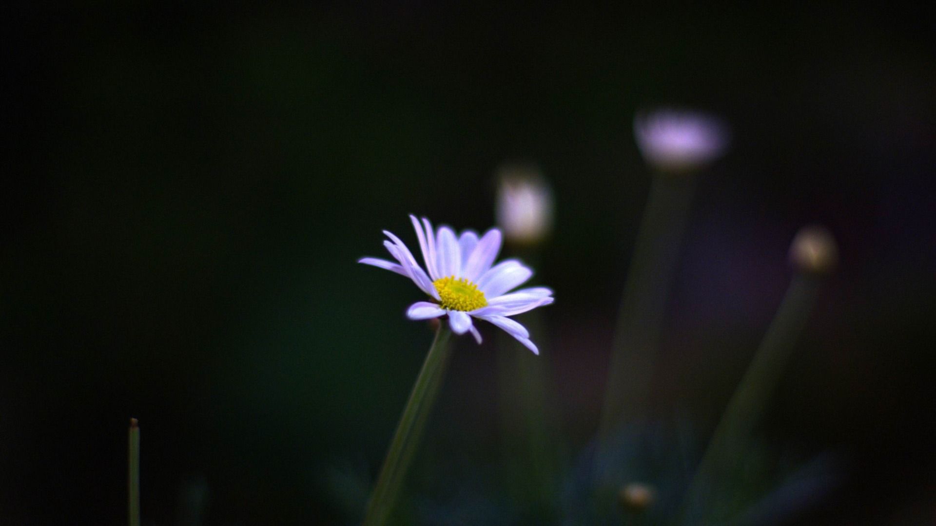 1920x1080 Flower At Night Flowers Photography Wallpaper