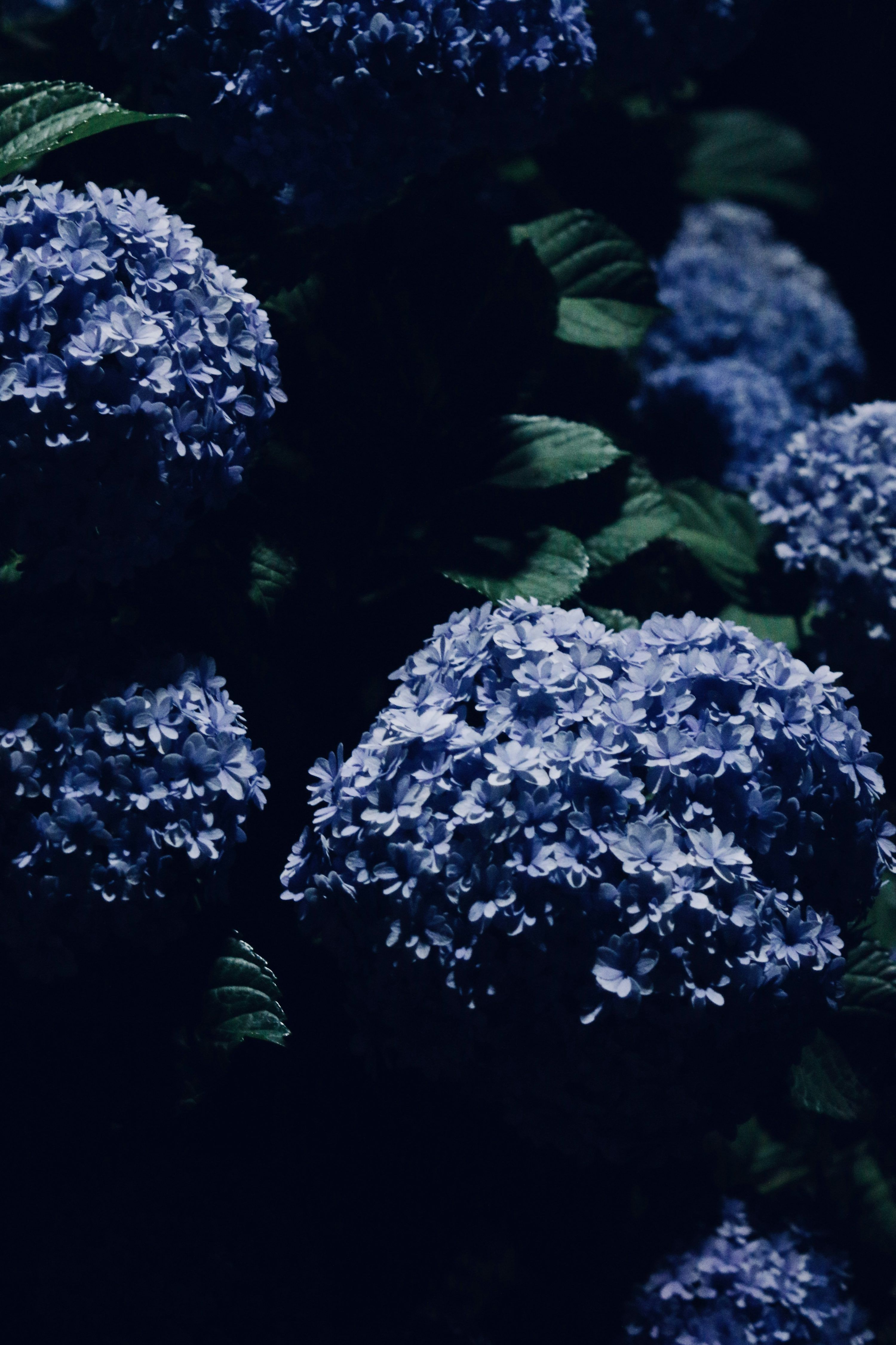 3000x4500 Night Flower Picture. Download Free Image