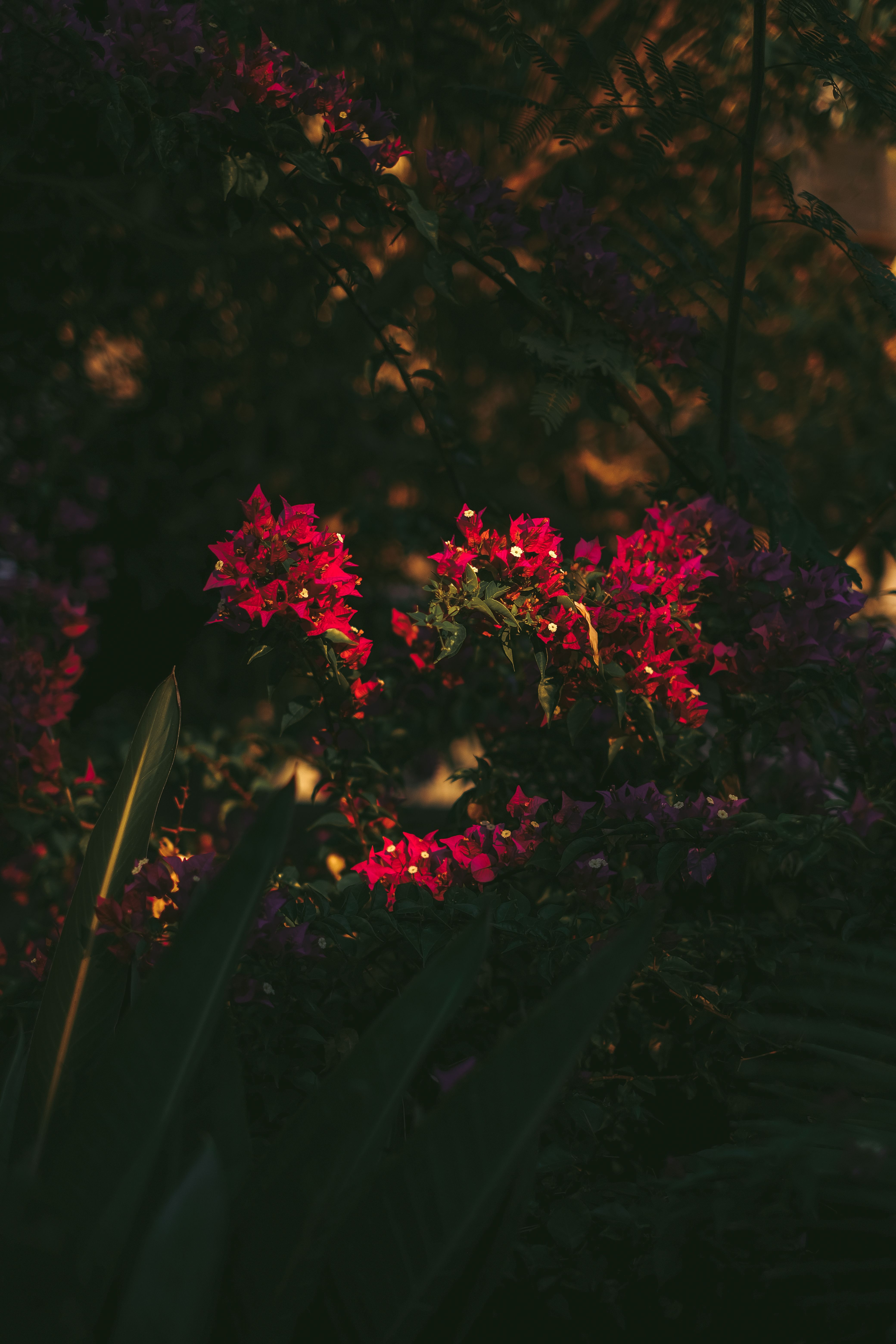 4160x6240 flowers · Free